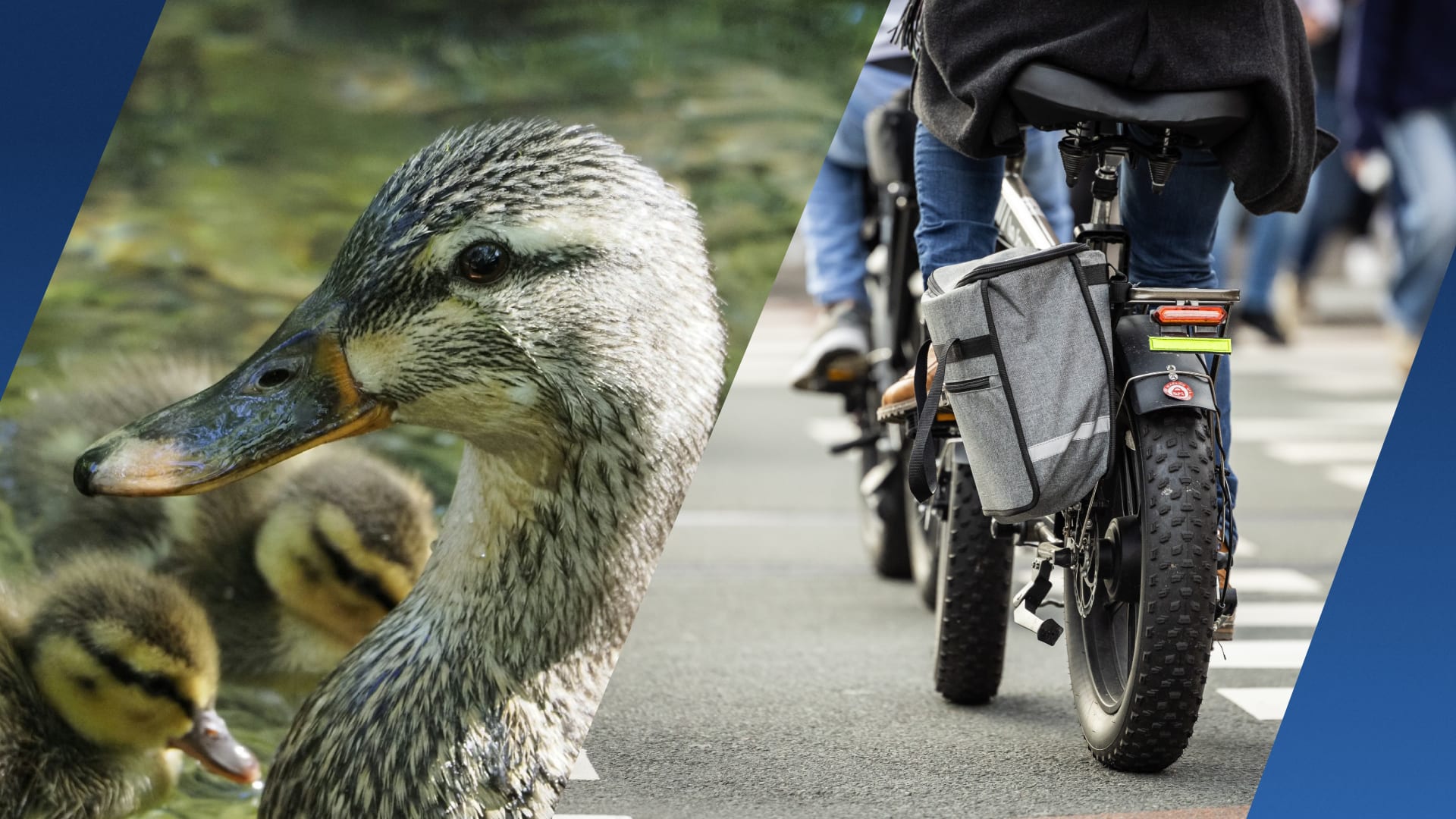 'Jeugdigen op fatbikes' doden broedende eend met stenen