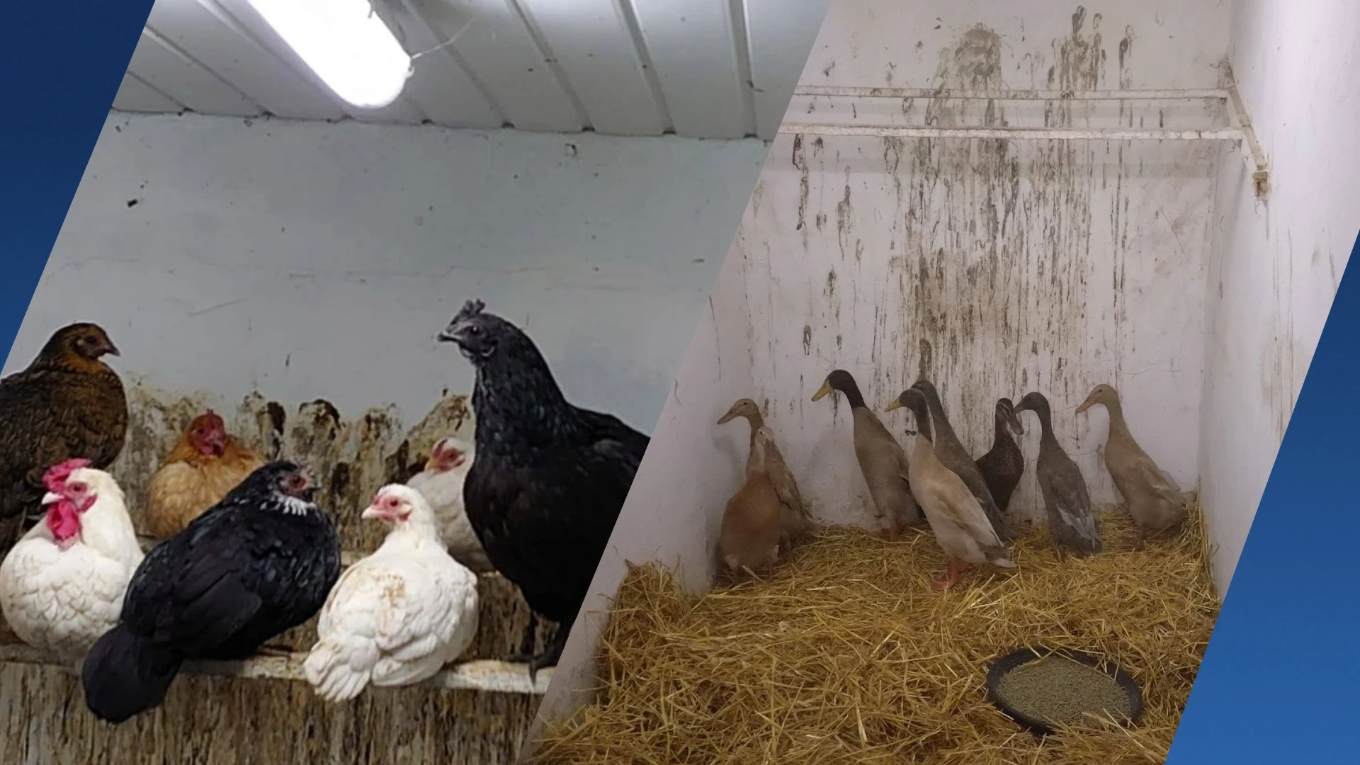 Tientallen ernstig verwaarloosde dieren opgevangen in Groningen