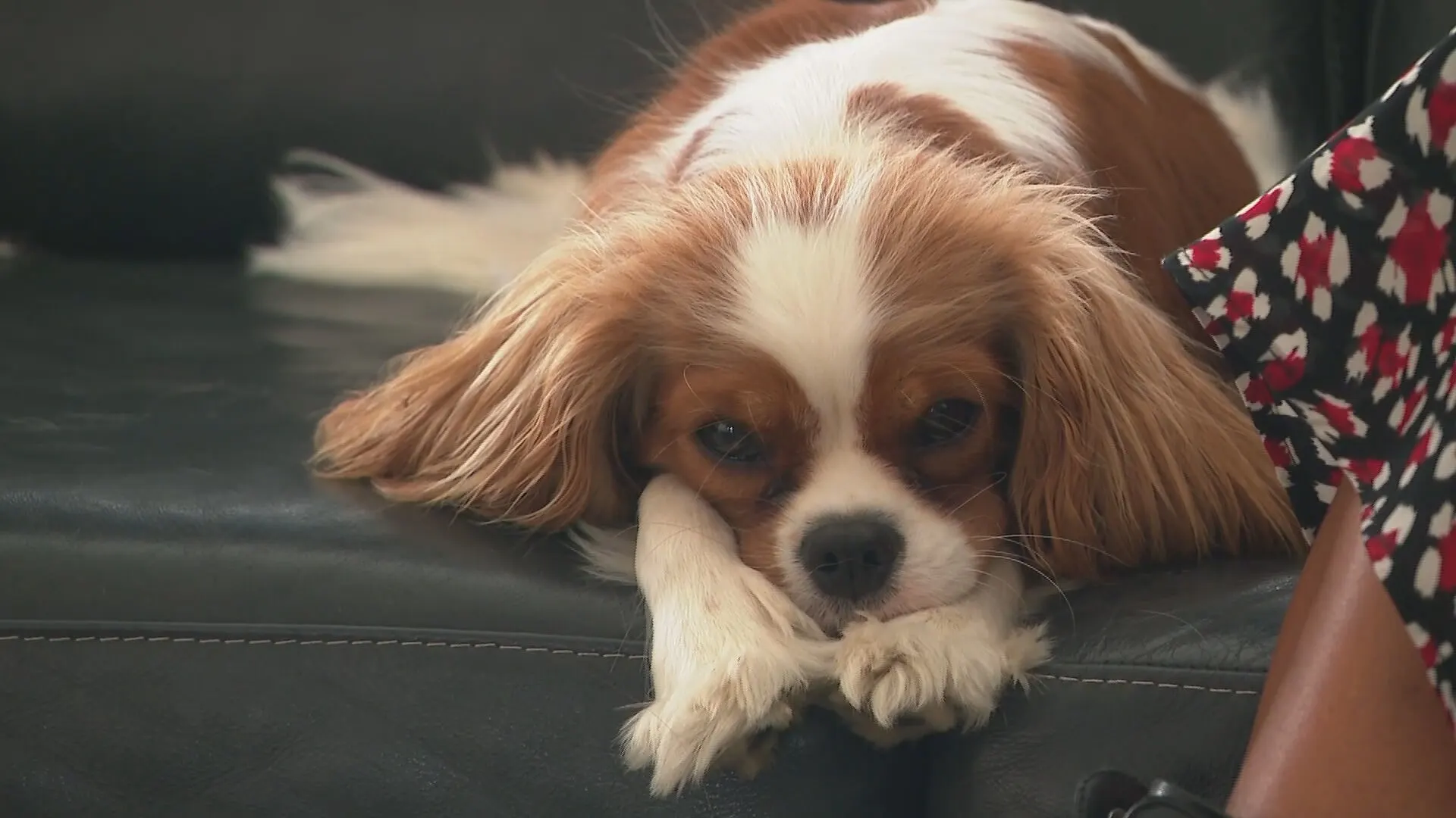 Dier&amp;Recht waarschuwt voor advertenties van malafide hondenhandelaren: 'Deze honden hebben eigenlijk altijd pijn'