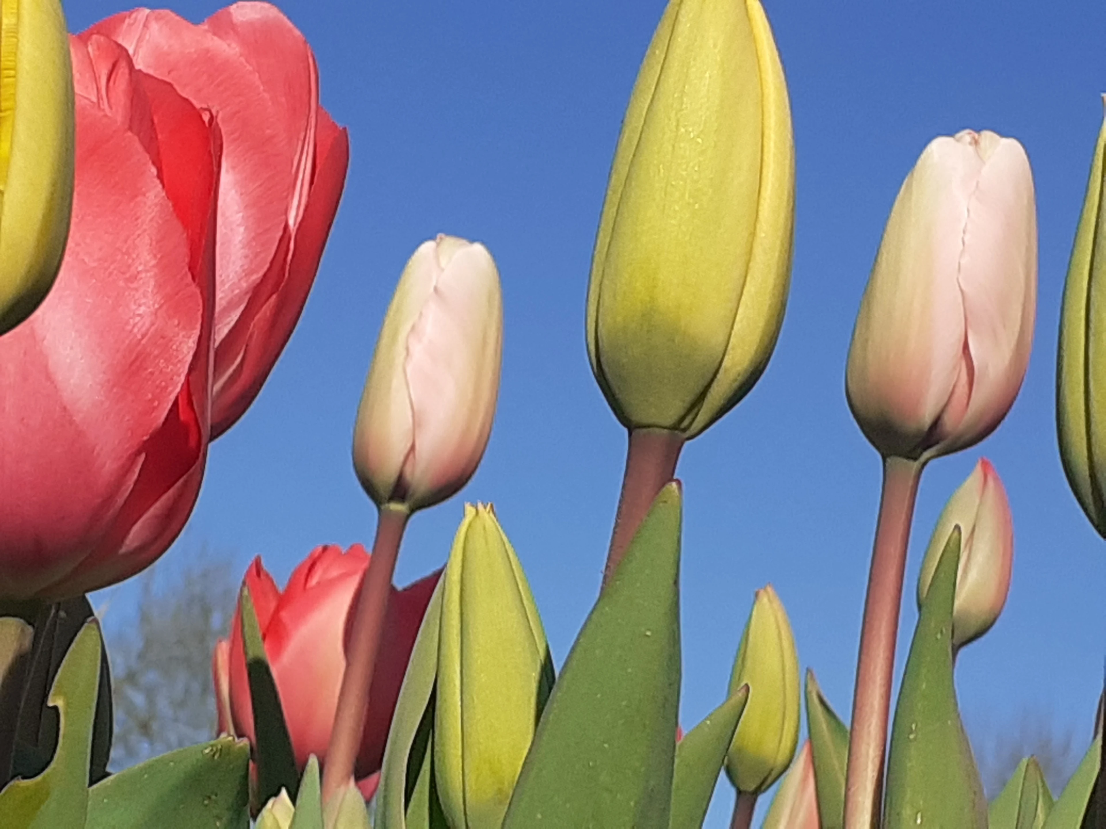 Weersverwachting: stralende dagen op komst