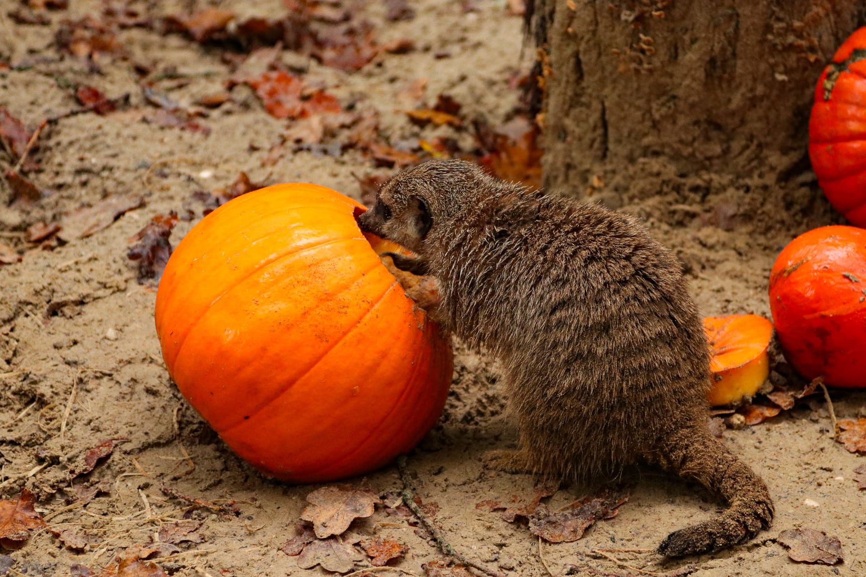 Niet alleen mensen vieren Halloween: stokstaartjes in Dierenpark Amersfoort krijgen verrassing