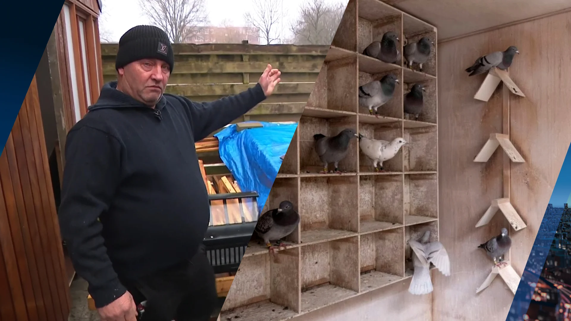 Tientallen duiven vermoord in Sneek: 'Welke psychopaat stak ons hok in brand?'