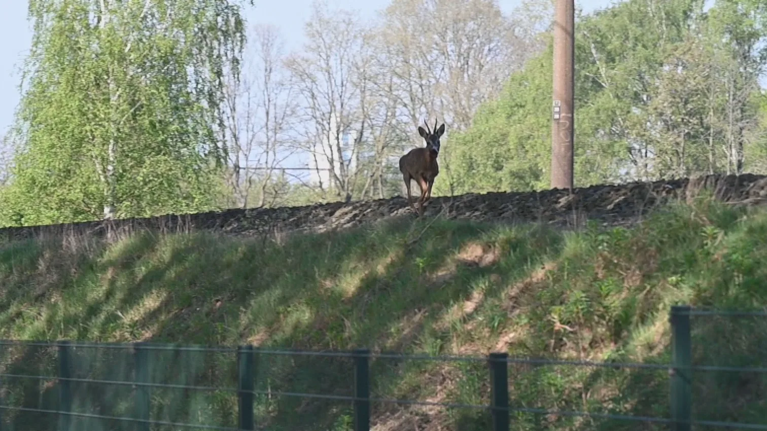 ProRail heeft handen vol aan ree die spoor bij Tilburg bezet houdt