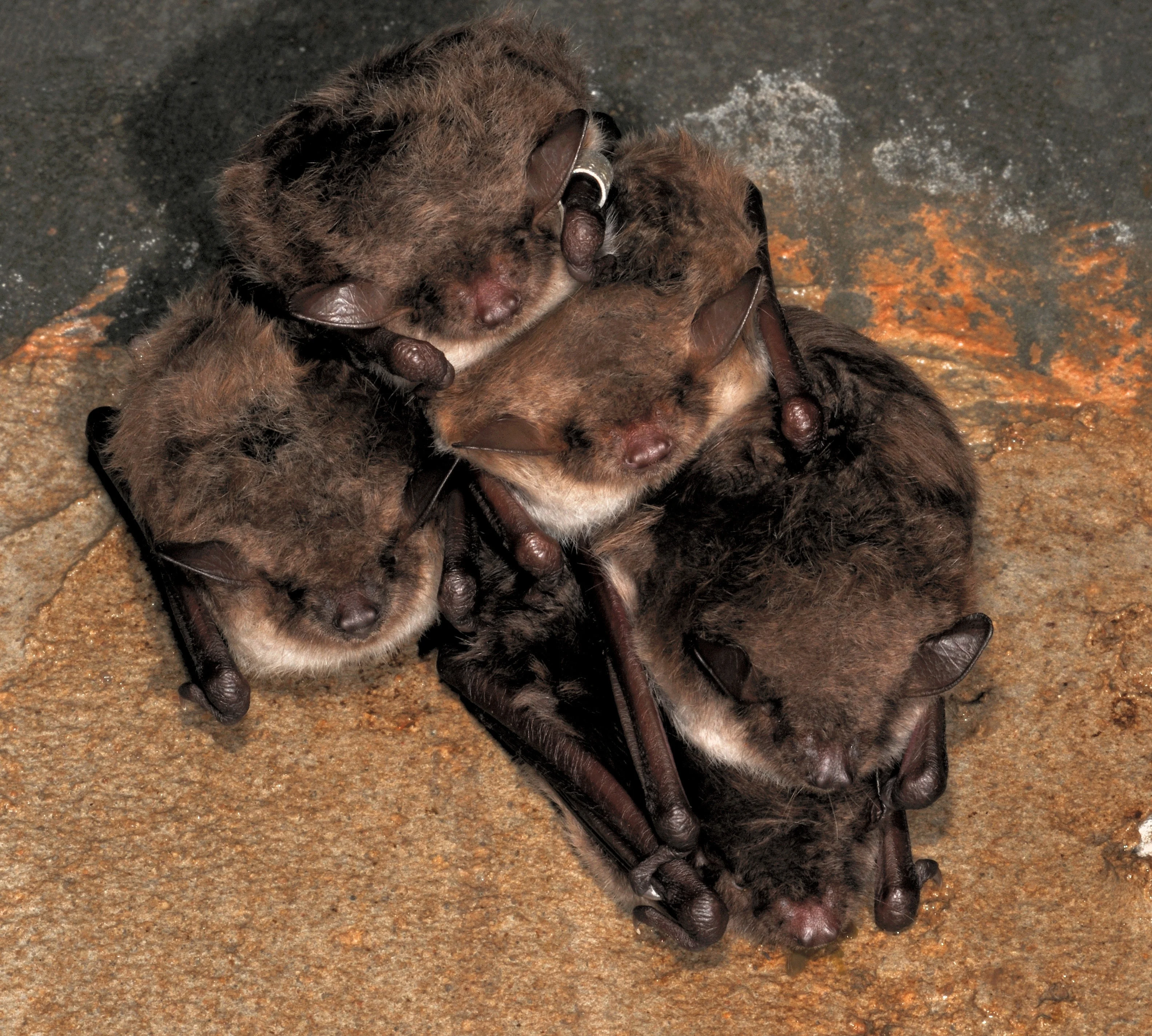 Dankzij unieke vleermuissoort ligt verduurzaming huizen in Wergea plat: 'In het ergste geval zelfs decennia'