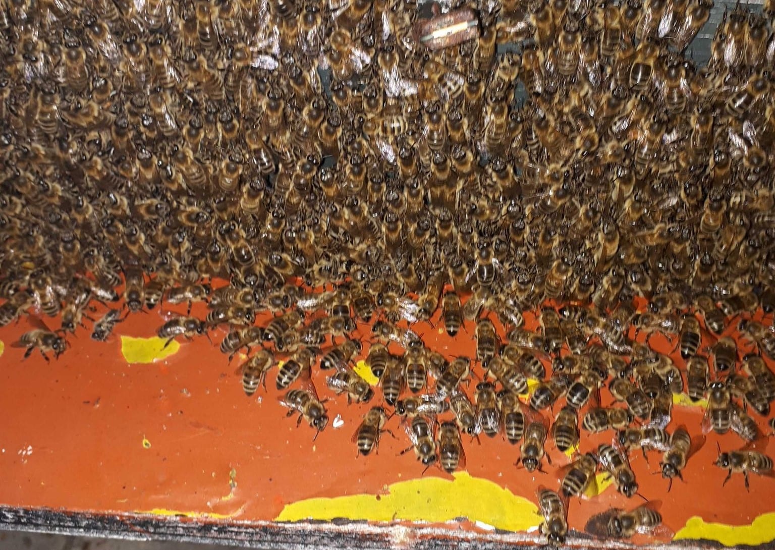 Half miljoen bijen ingenomen in Veldhoven na 'wekenlange ruzie'