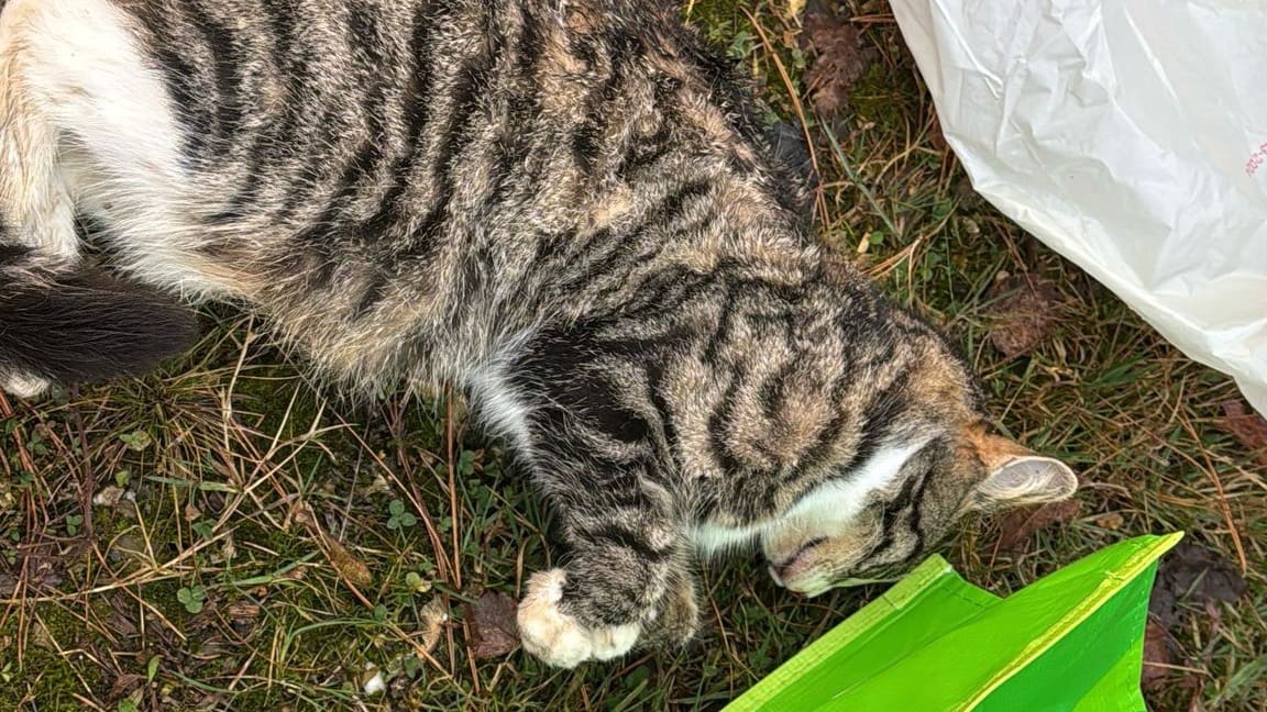 Dode kat in vuilniszak gevonden op industrieterrein Maastricht