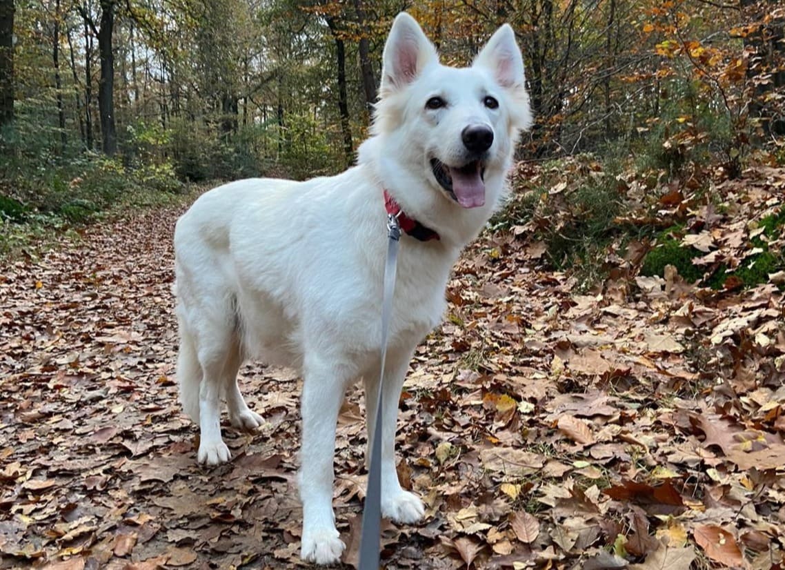 Hondeneigenaren uit Leeuwarden opgelet: kuilen met glas in bos gevonden