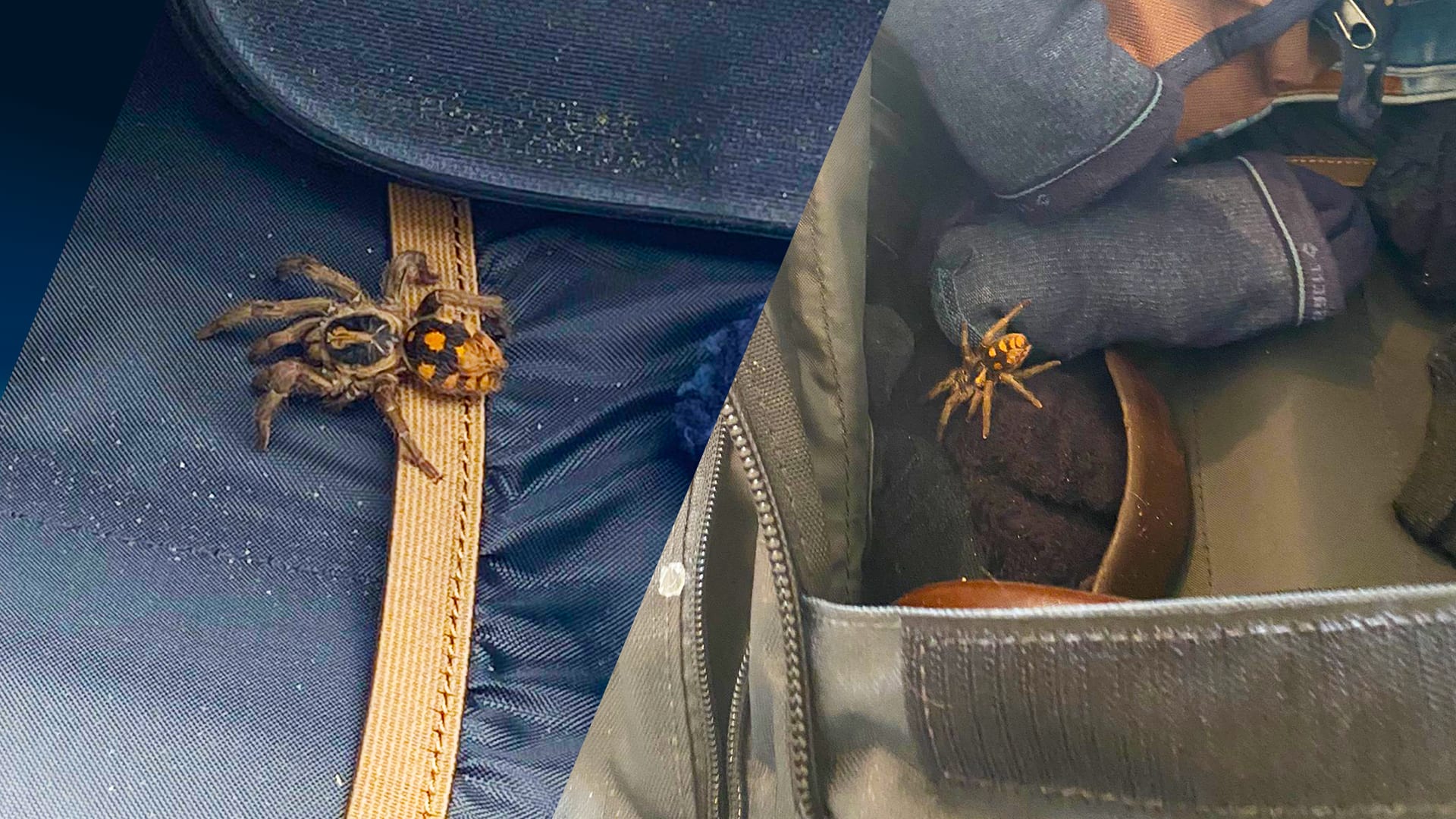 Roel ontdekt vogelspin in zijn reistas: 'Heb je alle gevaren in Colombia overwonnen...'