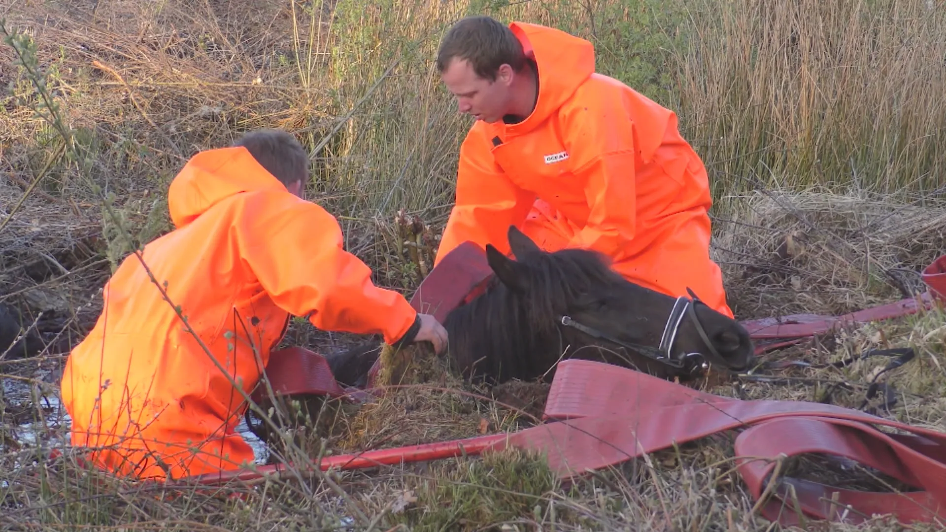 Paard in de penarie met man en macht uit de modder getrokken
