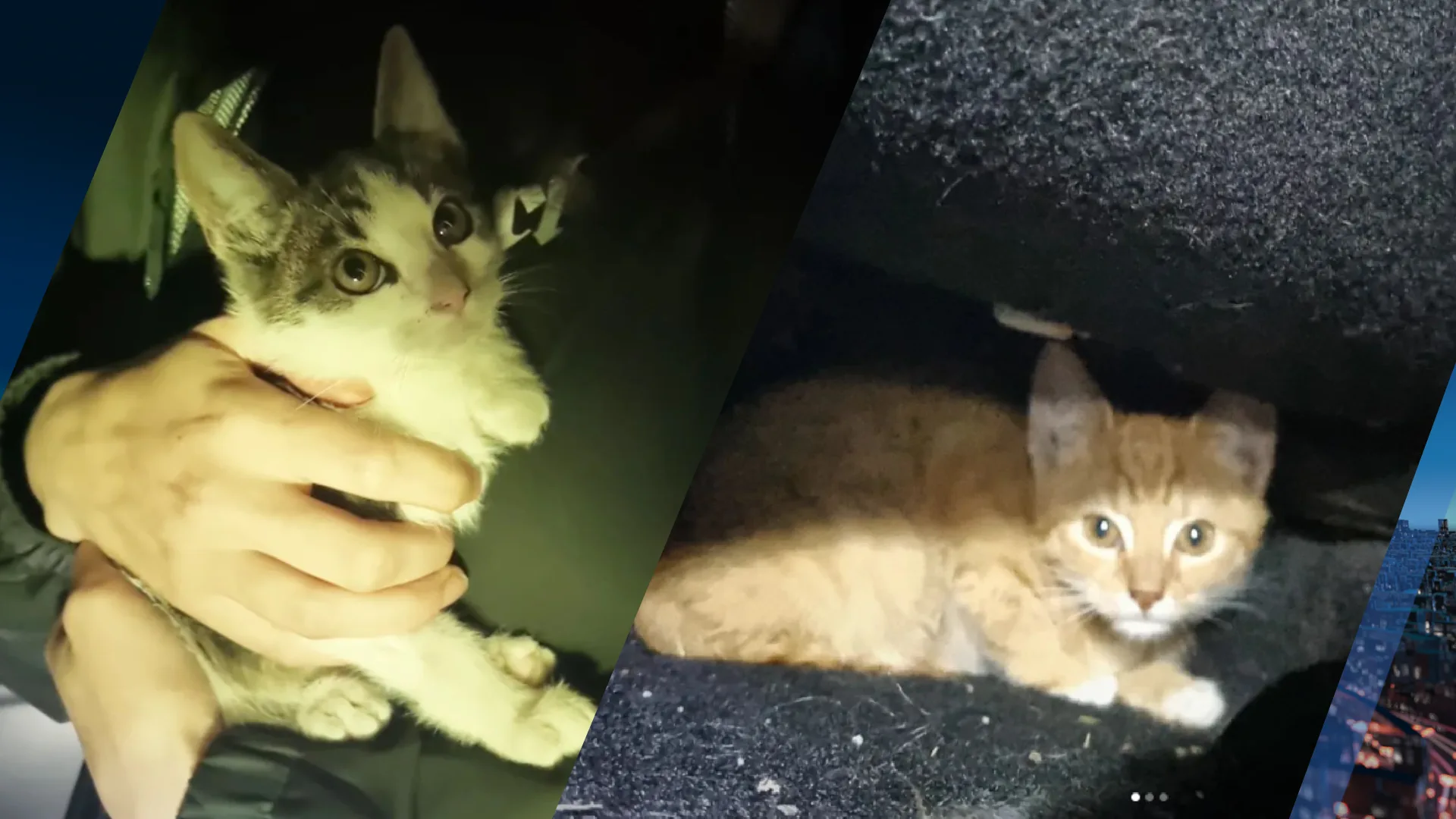 Weer kittens gedumpt, dit keer in Assen: 'Het is bij de beesten af'
