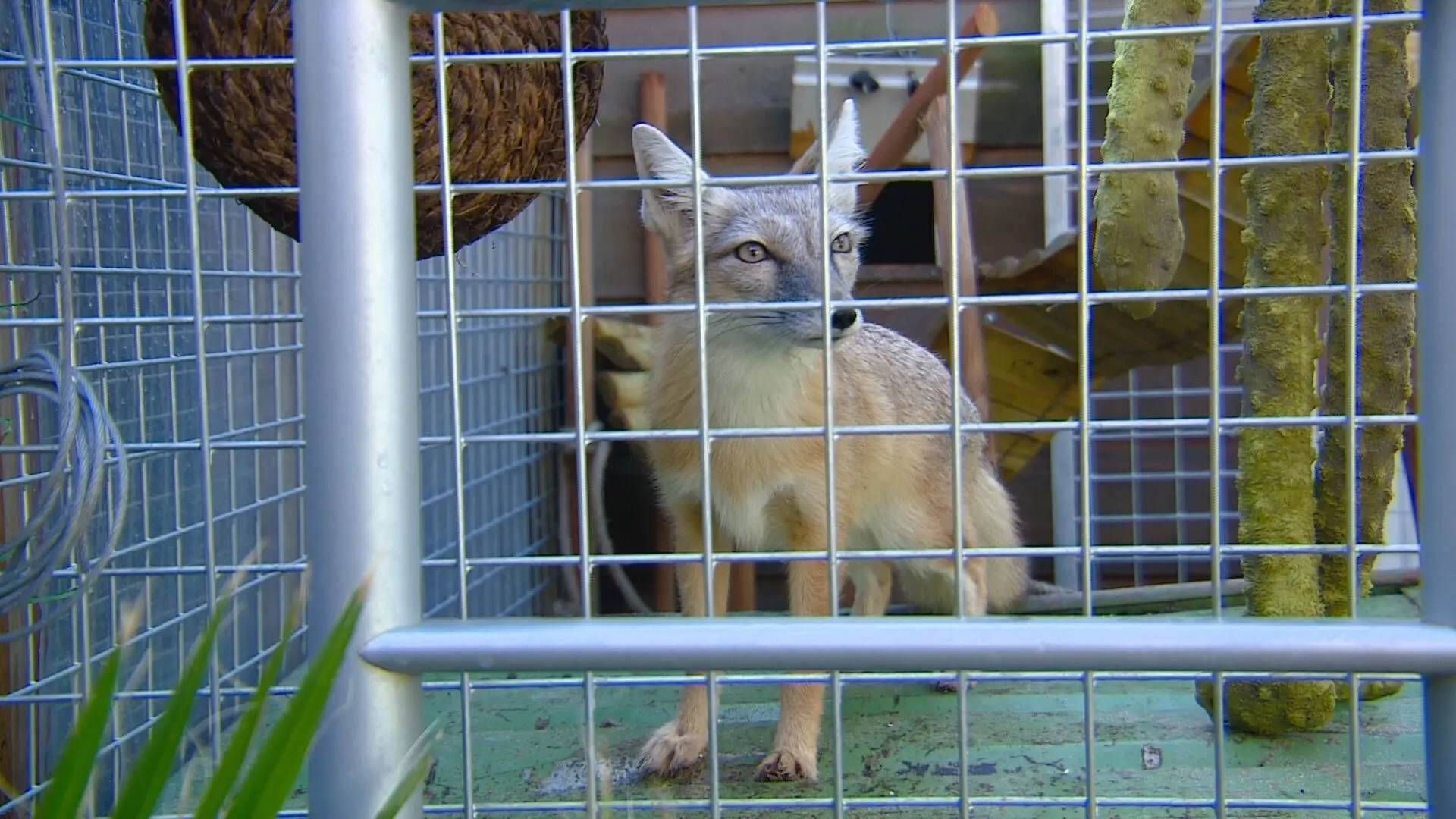 Rob vangt exotische dieren op in zijn achtertuin: 'Wij leven hiervoor'