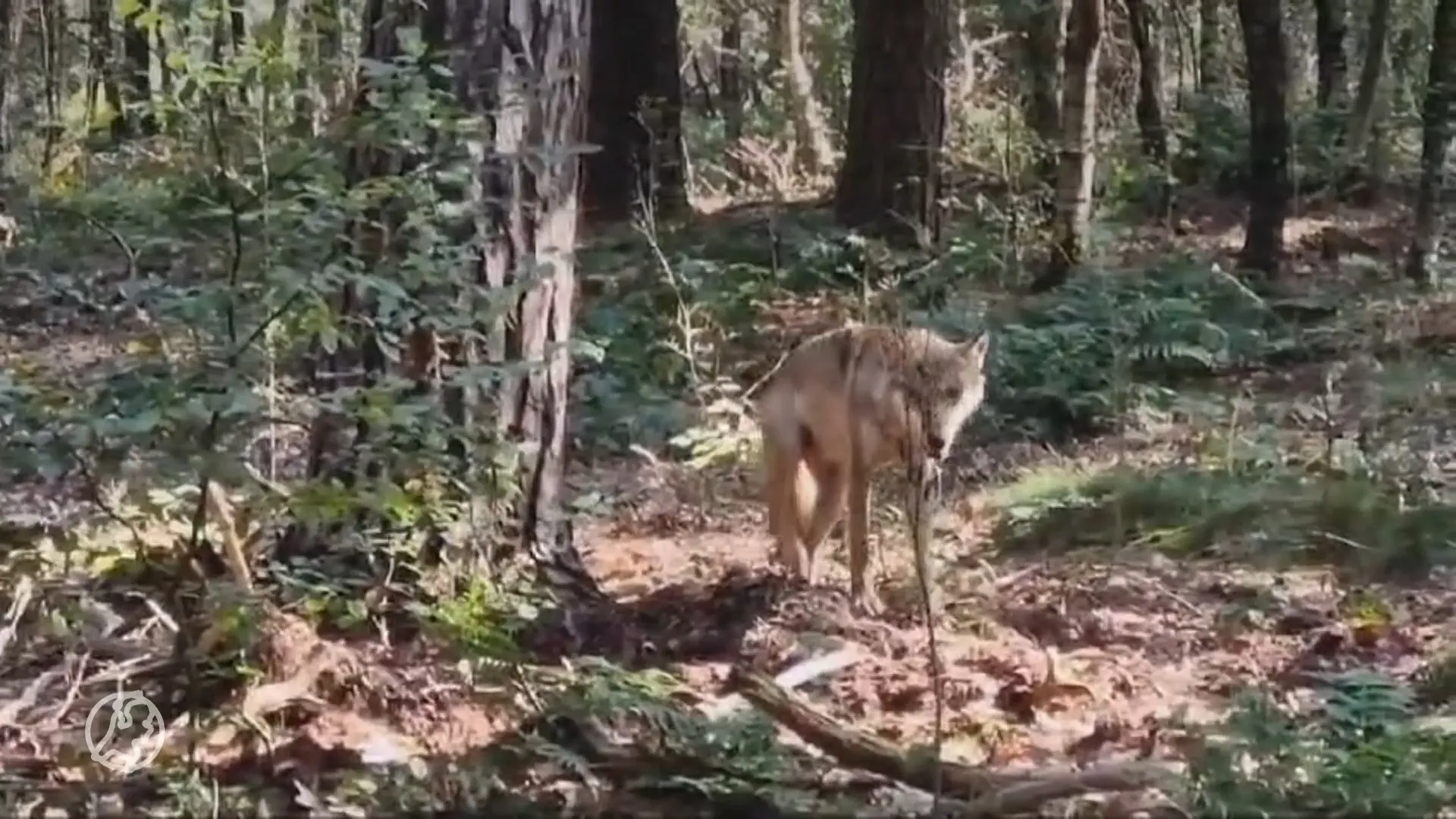 Hondje Bruno slachtoffer van vermoedelijke wolvenaanval