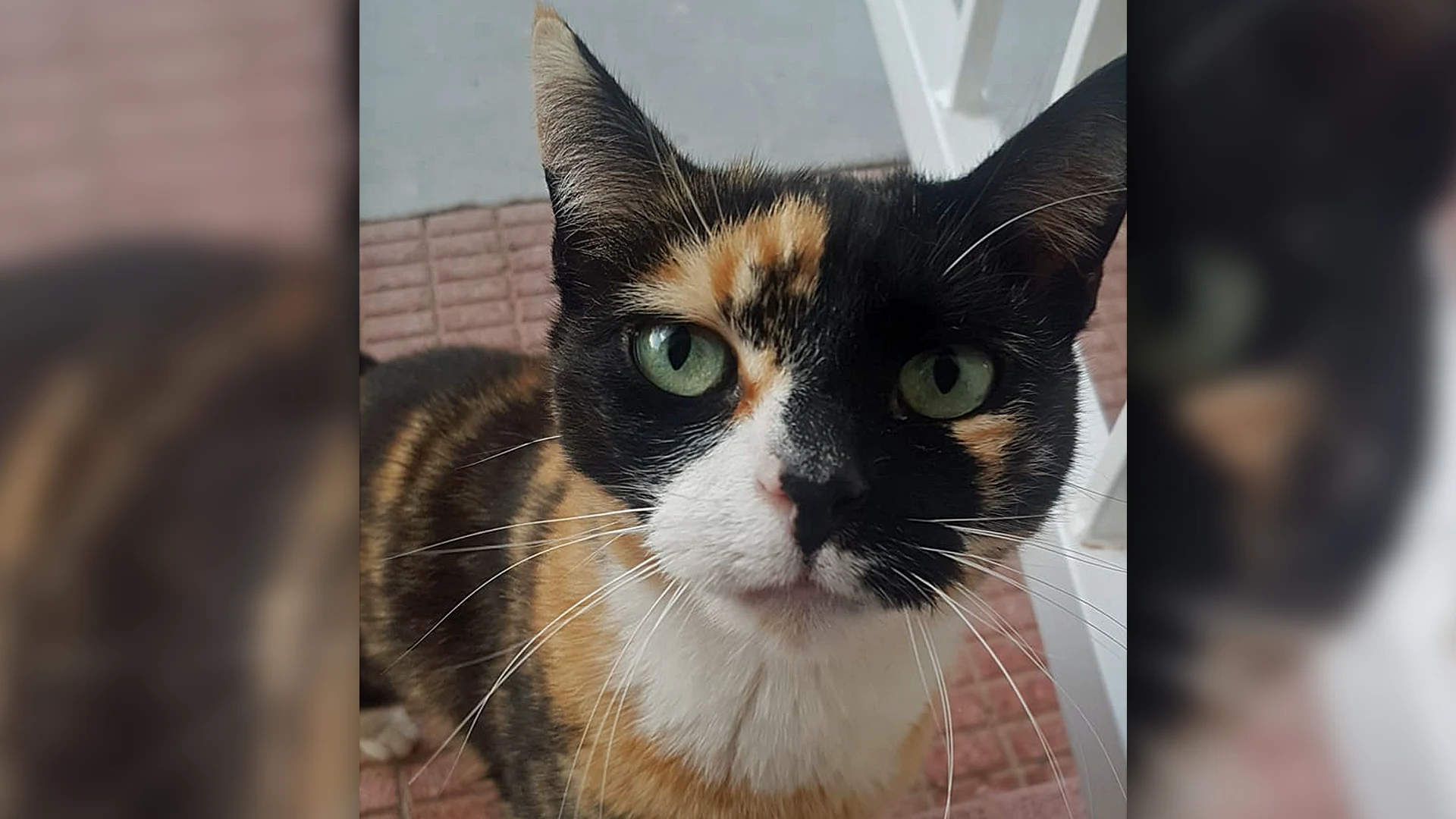 Ontsnapte poes Vlekkie eindelijk teruggevonden op Schiphol