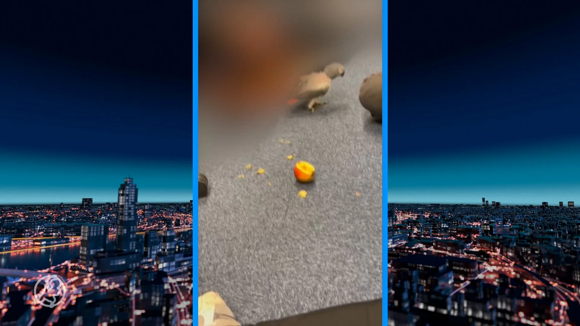 Papgeaai Lorro bevrijdt na inval bij illegale prostitué