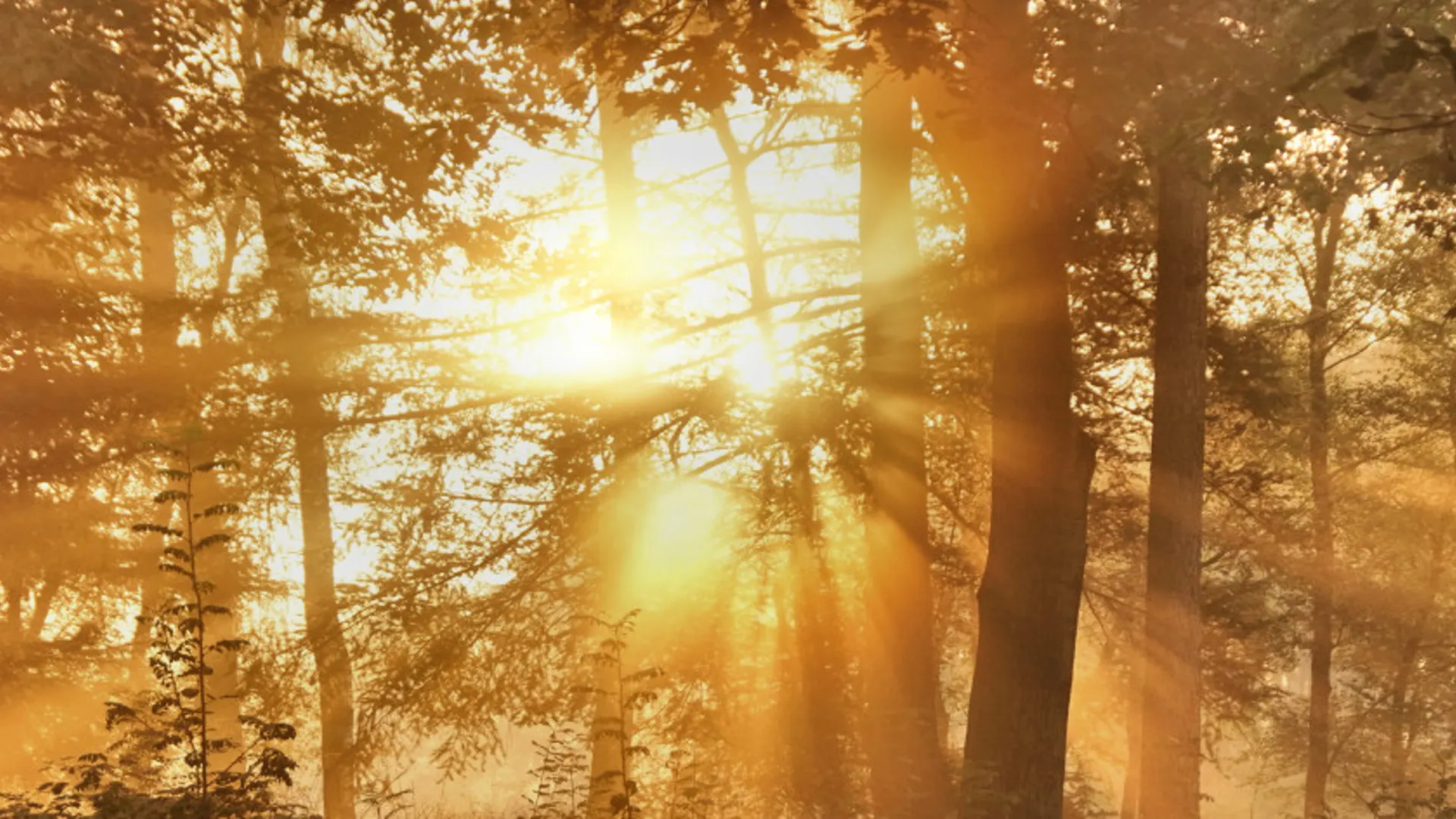 Eerst nog een bui, maar de zon laat zich steeds vaker zien