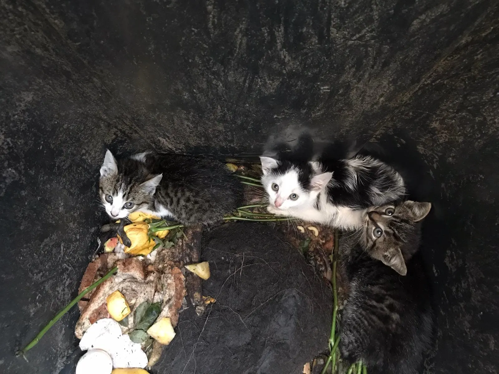 Piepjonge kittens gedumpt in kliko: 'Dankzij bewoners niet in vuilniswagen beland'