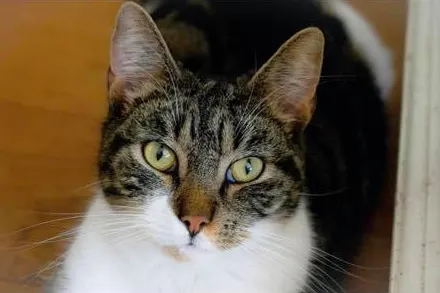 Wie heeft de gewelddadige dood van kat Tommie uit Houten op zijn geweten?