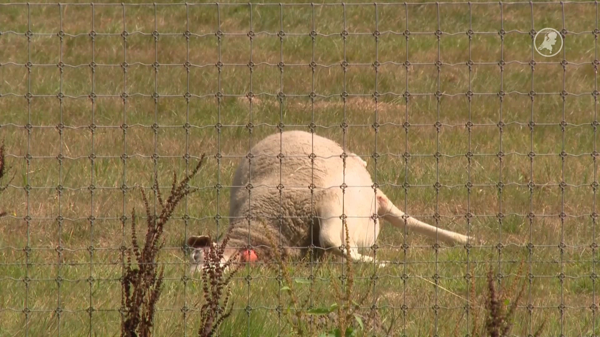 Ontsnapte wolf bijt drie schapen dood in Tegelen
