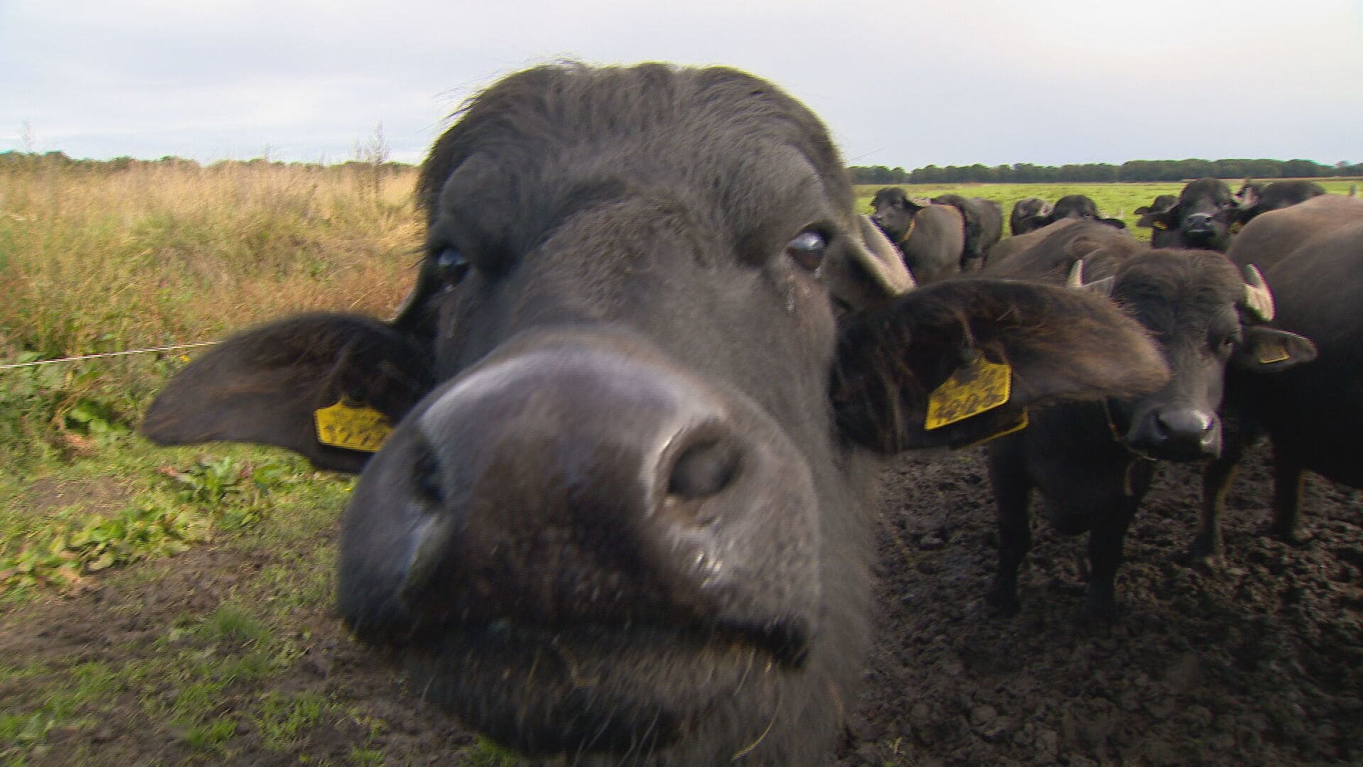 Ook vakbond melkveehouders stapt uit overleg landbouwakkoord