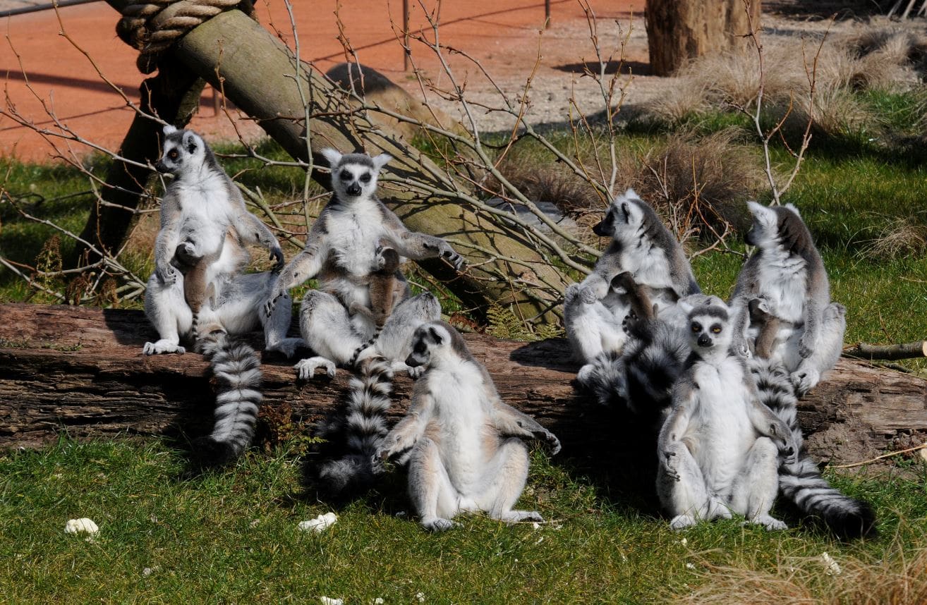 Feest! Vier ringstaartmaki's geboren in Diergaarde Blijdorp