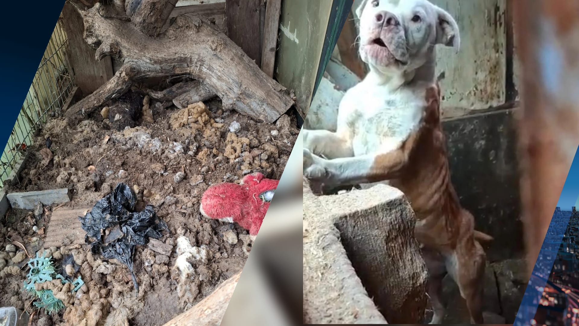 Acht vermagerde en verwaarloosde dieren aangetroffen in Ypenburg