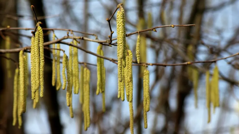 Meer kans op hooikoorts door start graspollenseizoen
