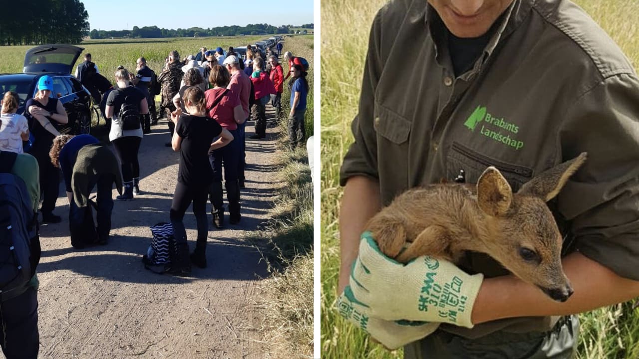 Grote zoekactie om reekalfjes en hazen te redden van de maaidood