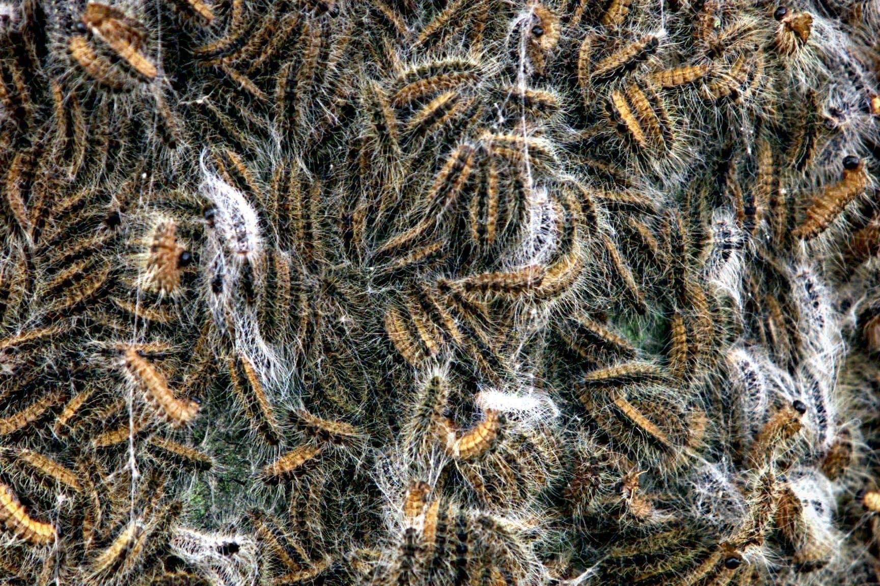 Jeuk, bulten en tranende ogen: de processierups is terug