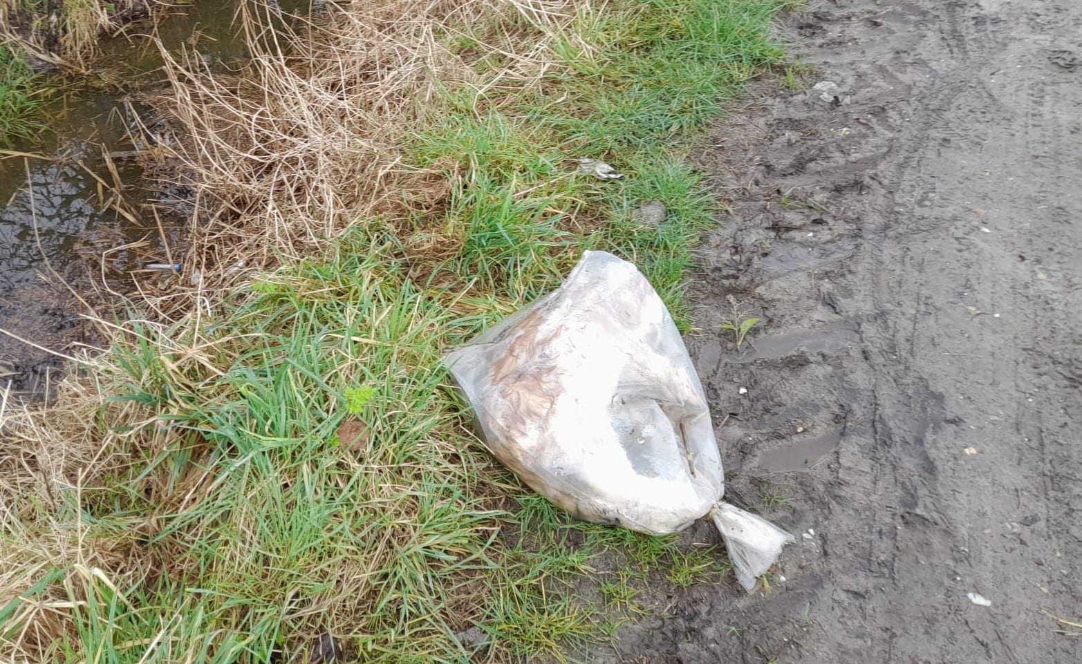 Verwaarloosd konijn met gebroken nek gedumpt in plastic zak: 'Misselijkmakend'