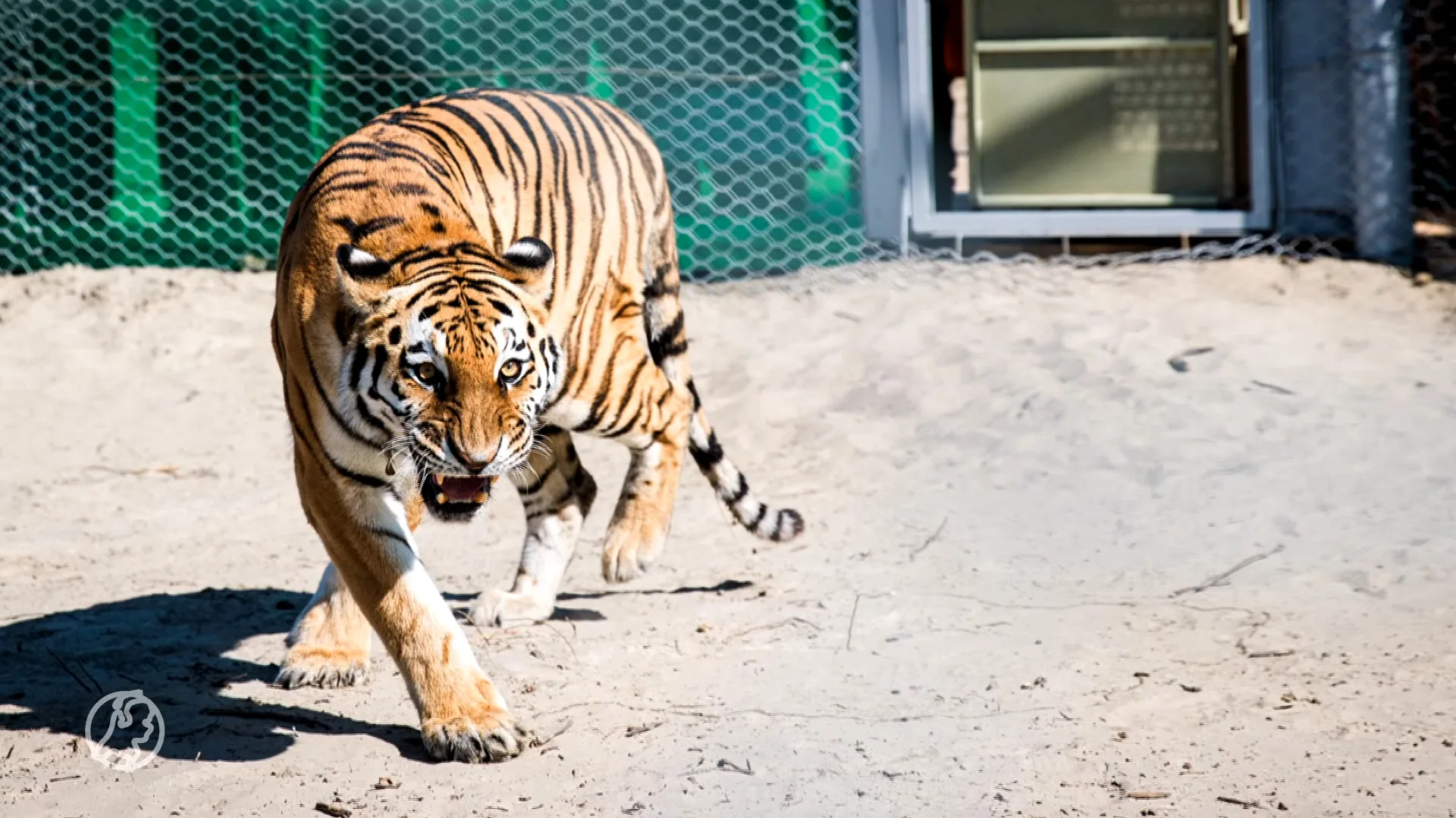 'Nederlandse' tijgers Kuma en Bohdana moeten hun soort laten opleven in Kazachstan