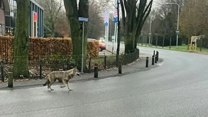 Goor in de ban van wolf in woonwijk: 'M'n hond beet me uit angst'