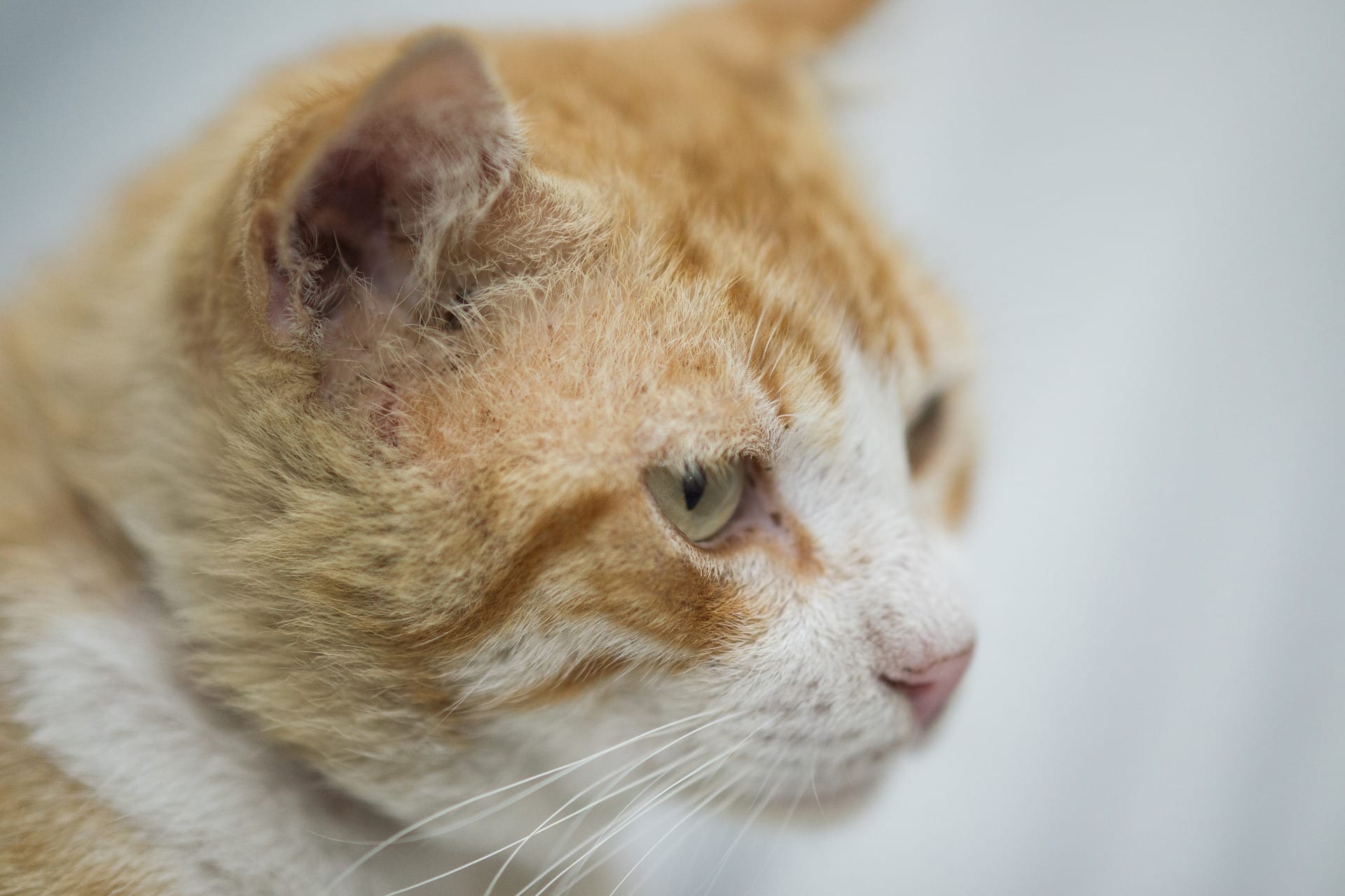 Beschoten kat in Amsterdam overlijdt aan zijn verwondingen