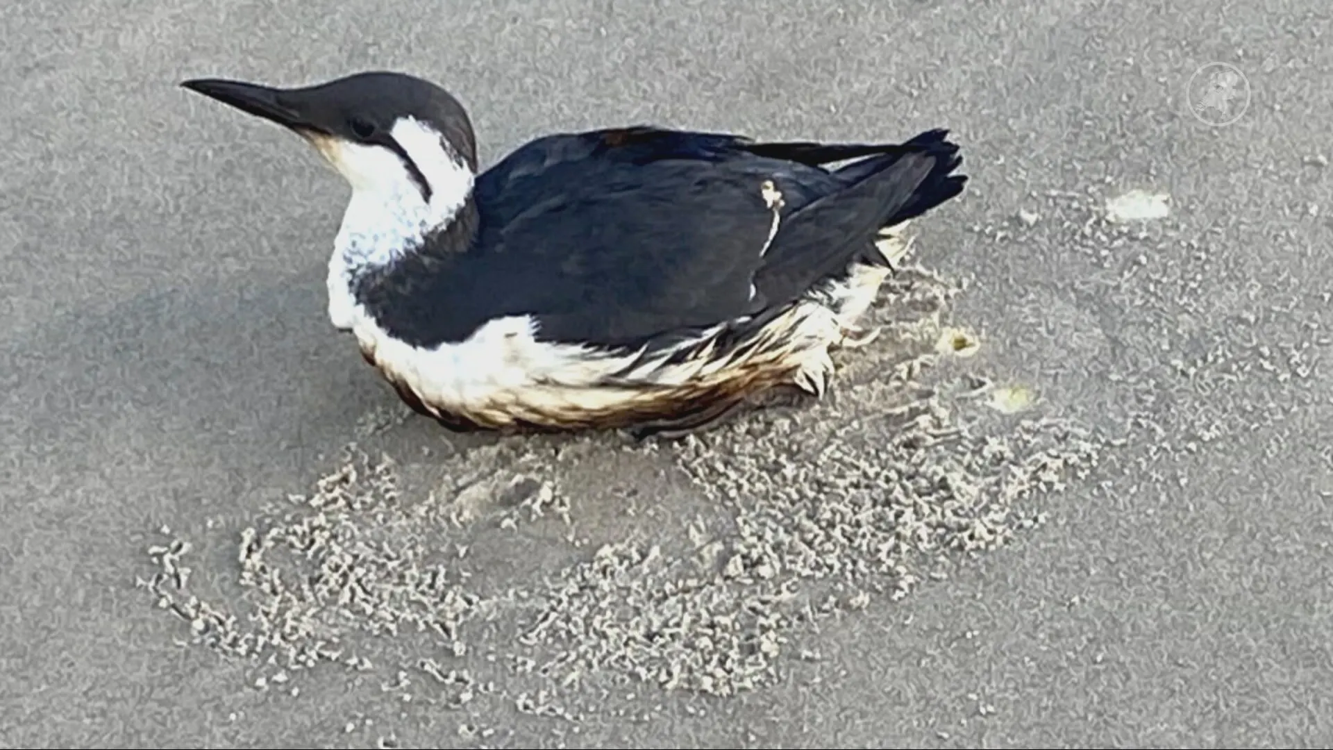 Vogels besmeurd met olie spoelen massaal aan langs Noordzeekust