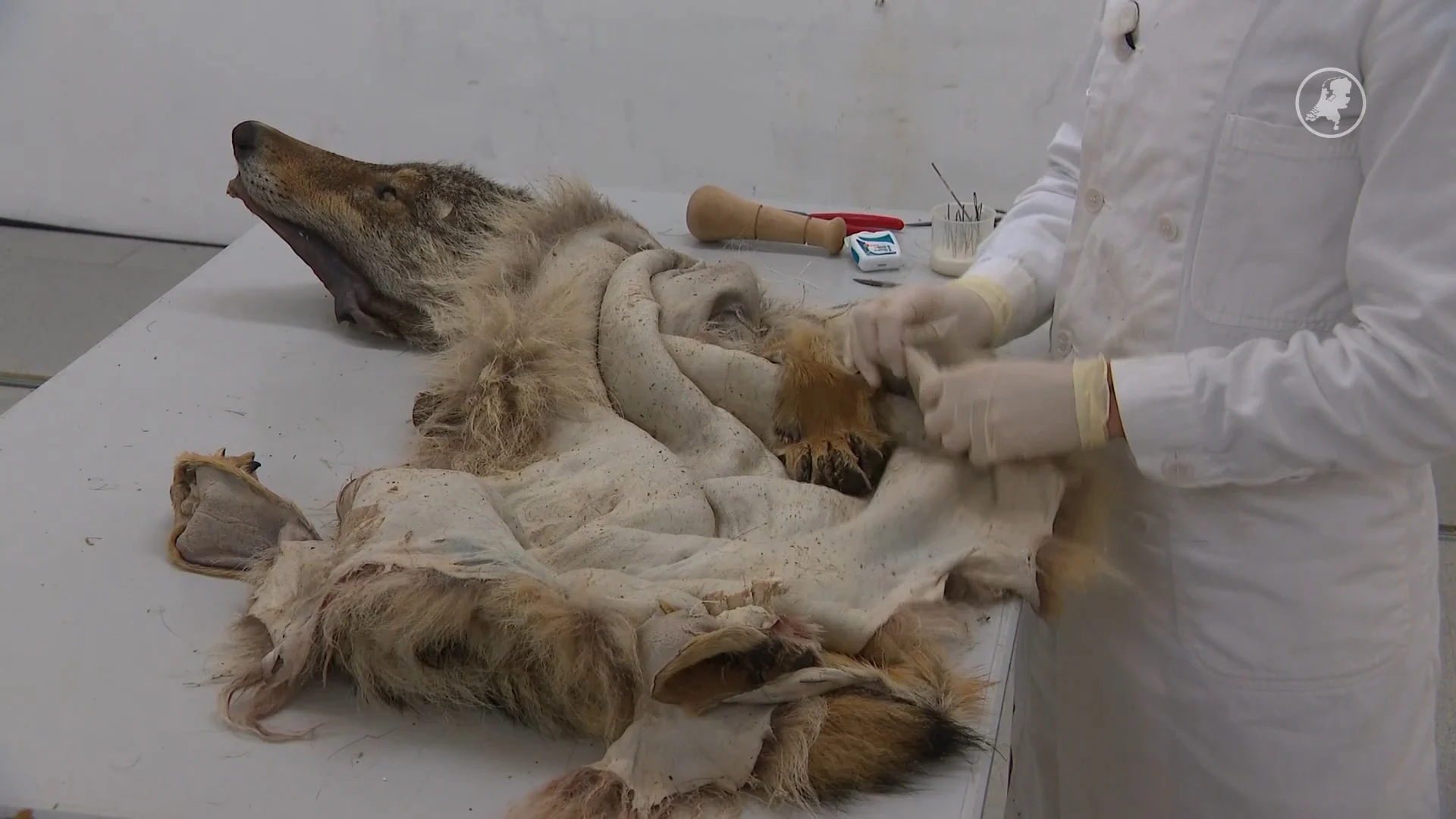 ZIEN: Sita zet aangereden wolf op