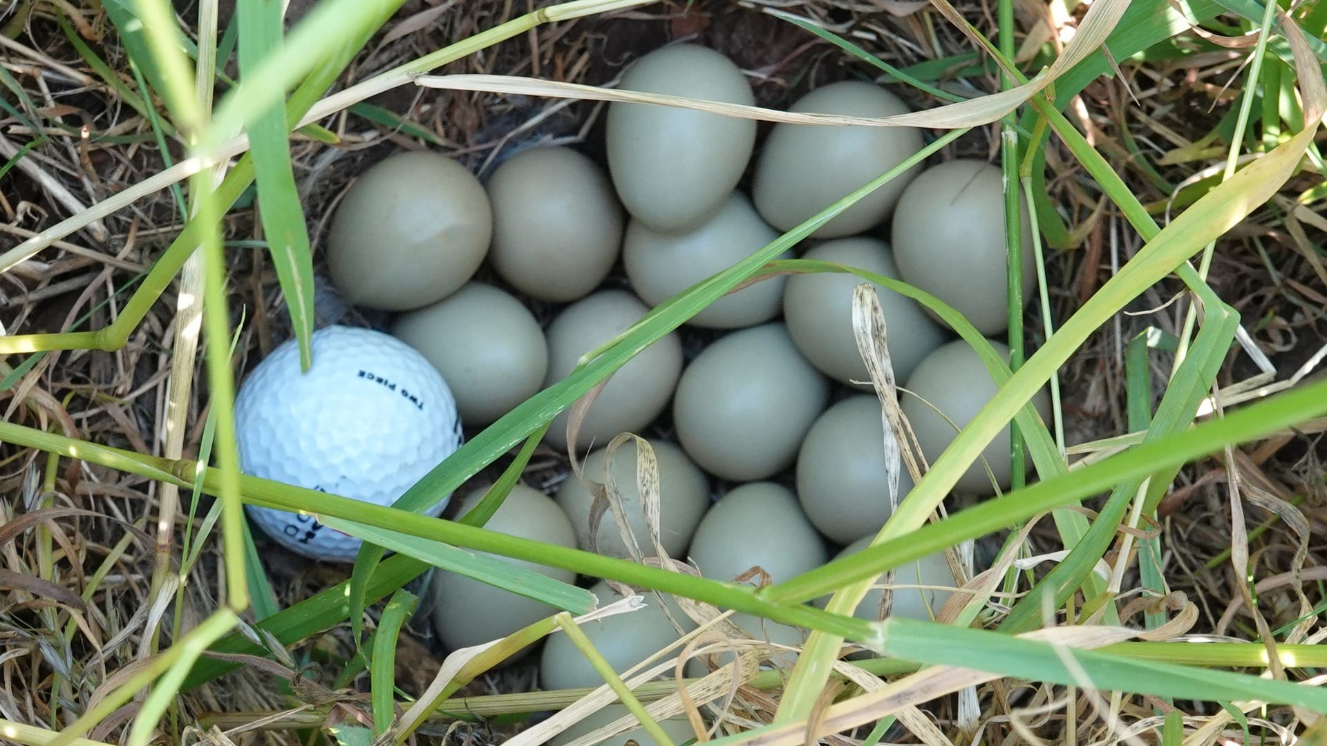 Bijzondere vondst in vogelnest: patrijs probeert golfbal uit te broeden