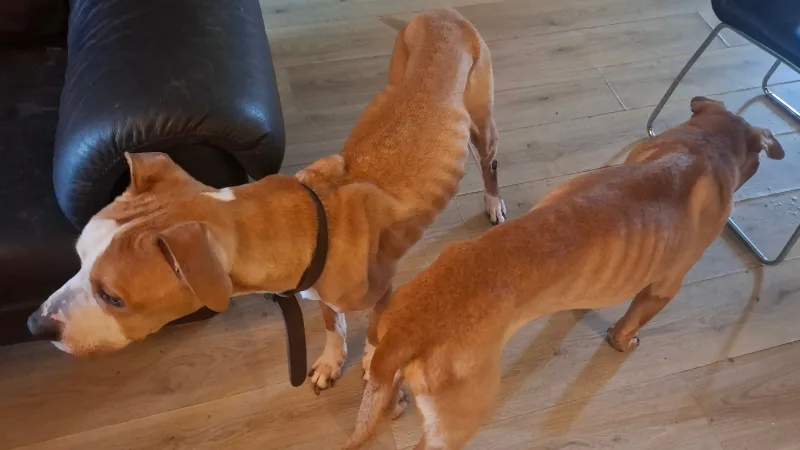 Honden vel over been: inspectie grijpt in na schokkende vondst