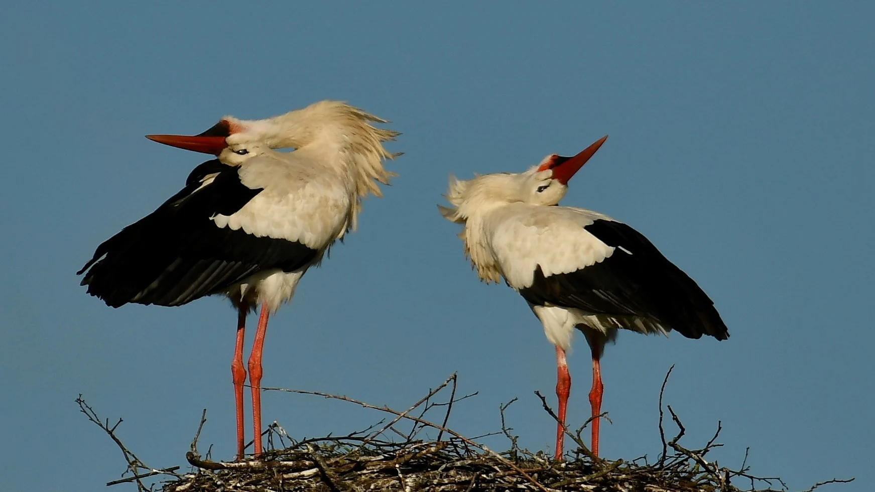 De komende dagen nog volop zonnig lenteweer, maar het wordt kouder