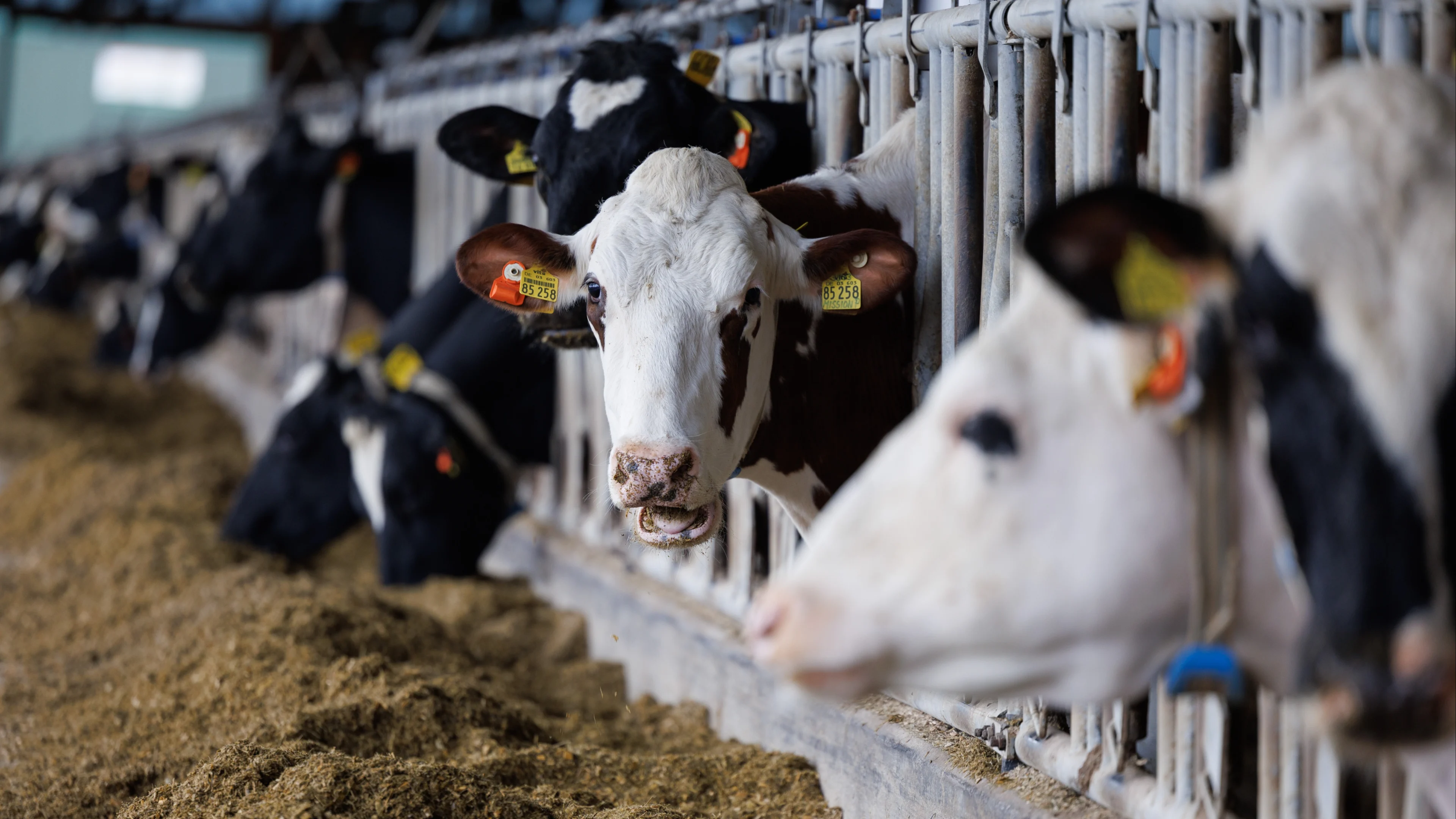 Boeren verrassen met eigen stikstofplan: 'Bouw moet nú weer op gang komen'