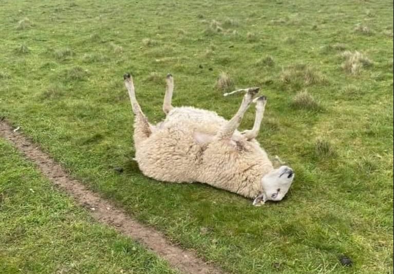 Levensgevaarlijk: grijp in als een schaap op zijn rug ligt, dit moet je doen
