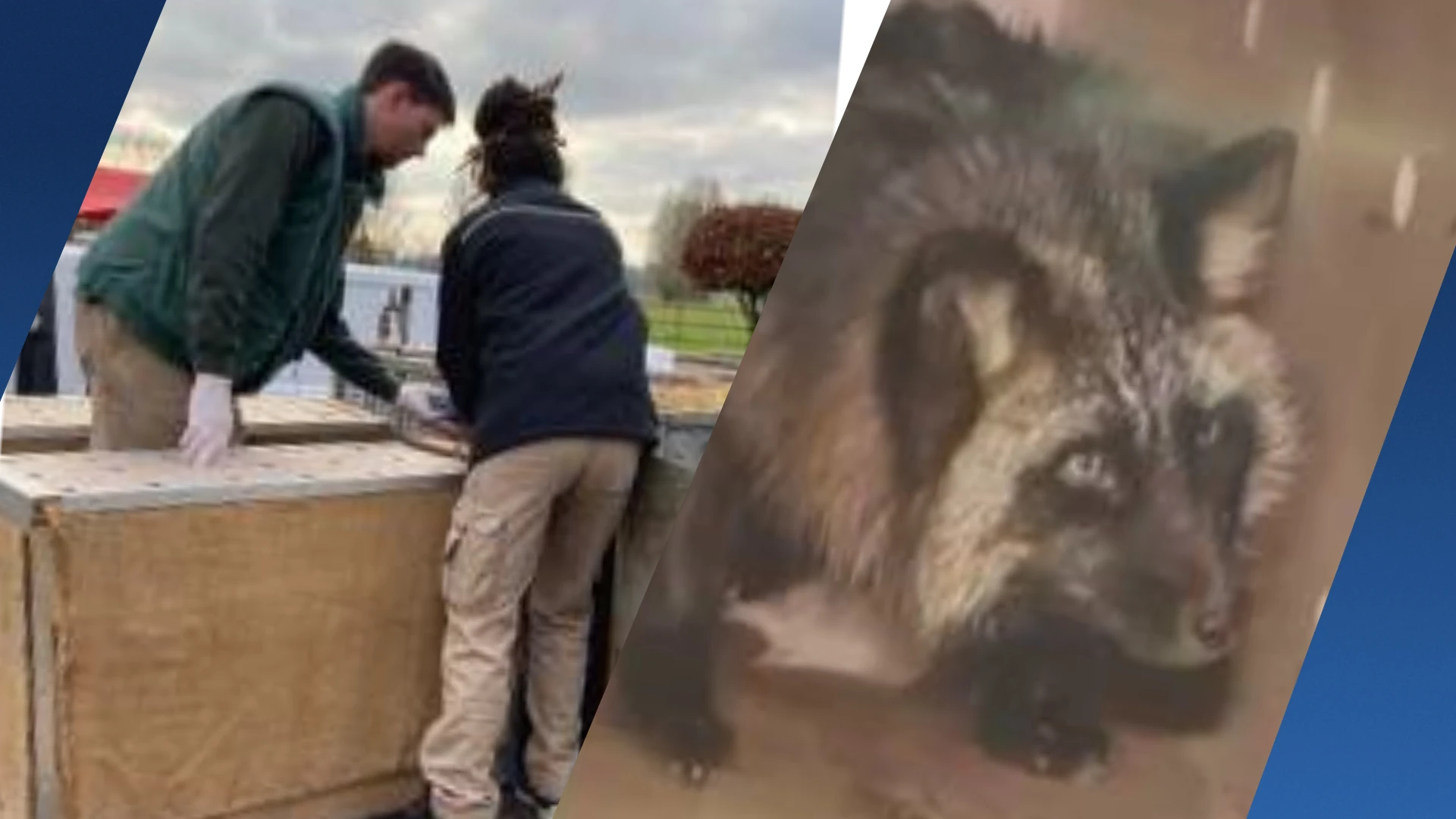 Stichting AAP vangt zilvervossen Yzma en Mazy op na redding uit slipjacht