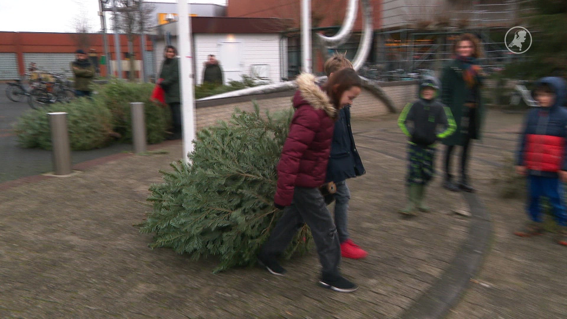 Grootste deel tuigt dit weekend kerstboom af, klein deel wacht tot na Driekoningen