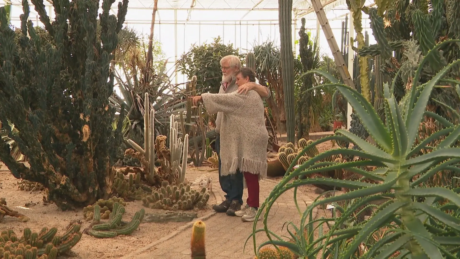 Cactussen van Anny en Bert krijgen nieuw leven in Burgers' Zoo: 'Het zijn net mijn kinderen'