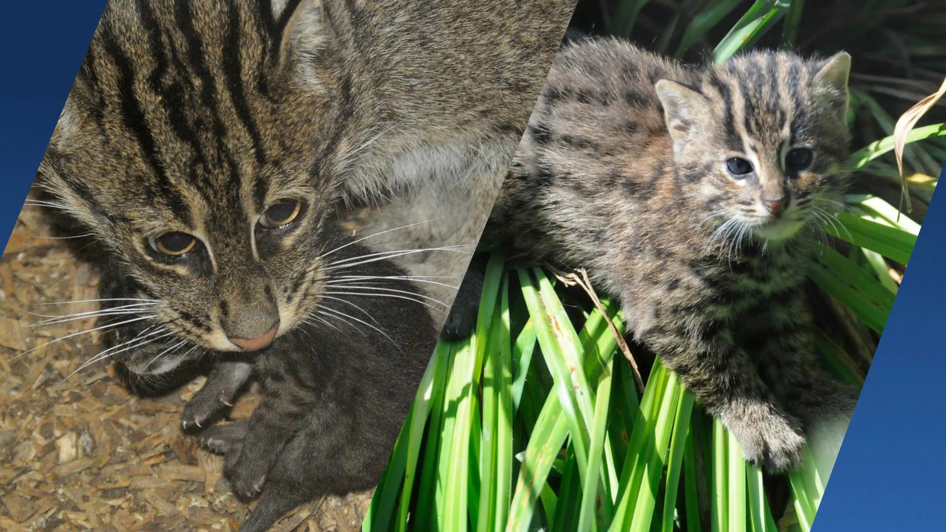 Bijzonder: vissende kat geboren in Diergaarde Blijdorp 