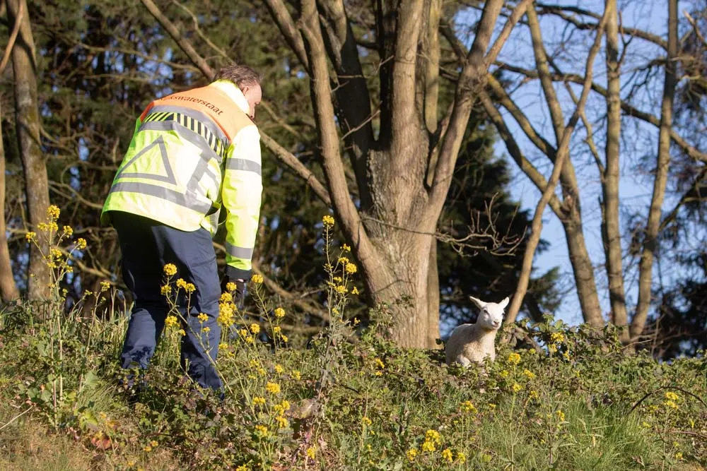 Heldhaftige vrachtwagenchauffeur redt dartelend lammetje van de snelweg