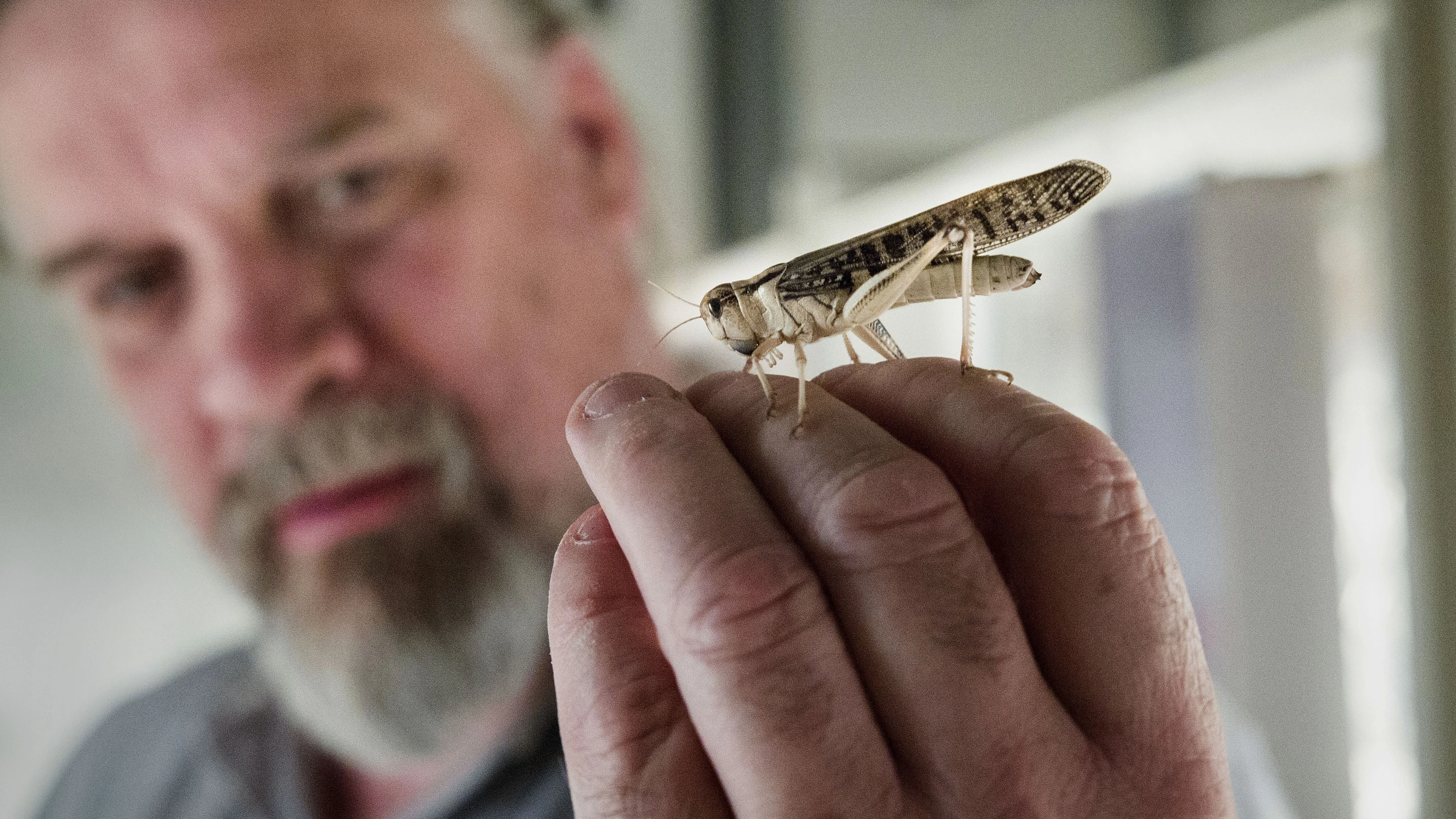 Onderzoek: Nederlanders eten sneller insecten na promoten duurzame voordelen