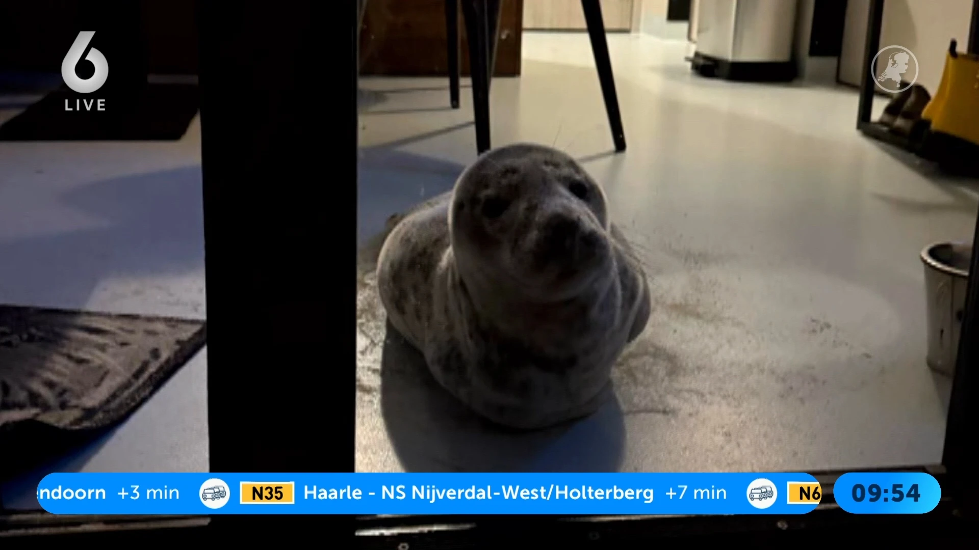 Duitse gasten verbaasd: zeehond doet dutje in hun hotelkamer