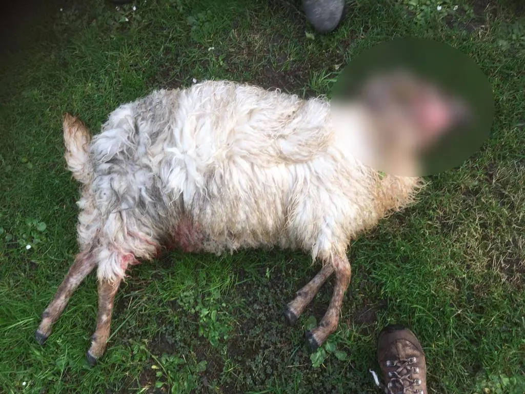 Veertien schapen doodgebeten tijdens jachtpartij van losgebroken honden: 'Vreselijk om te zien'