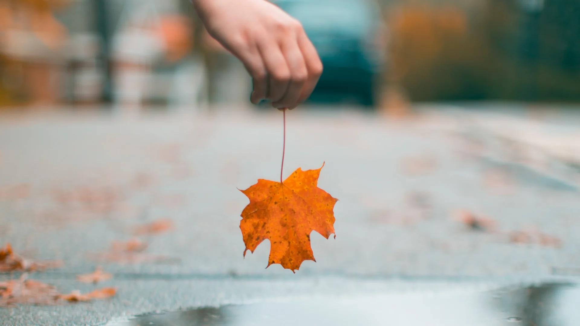 Nog één herfstachtige dag: een nieuwe nazomer lonkt