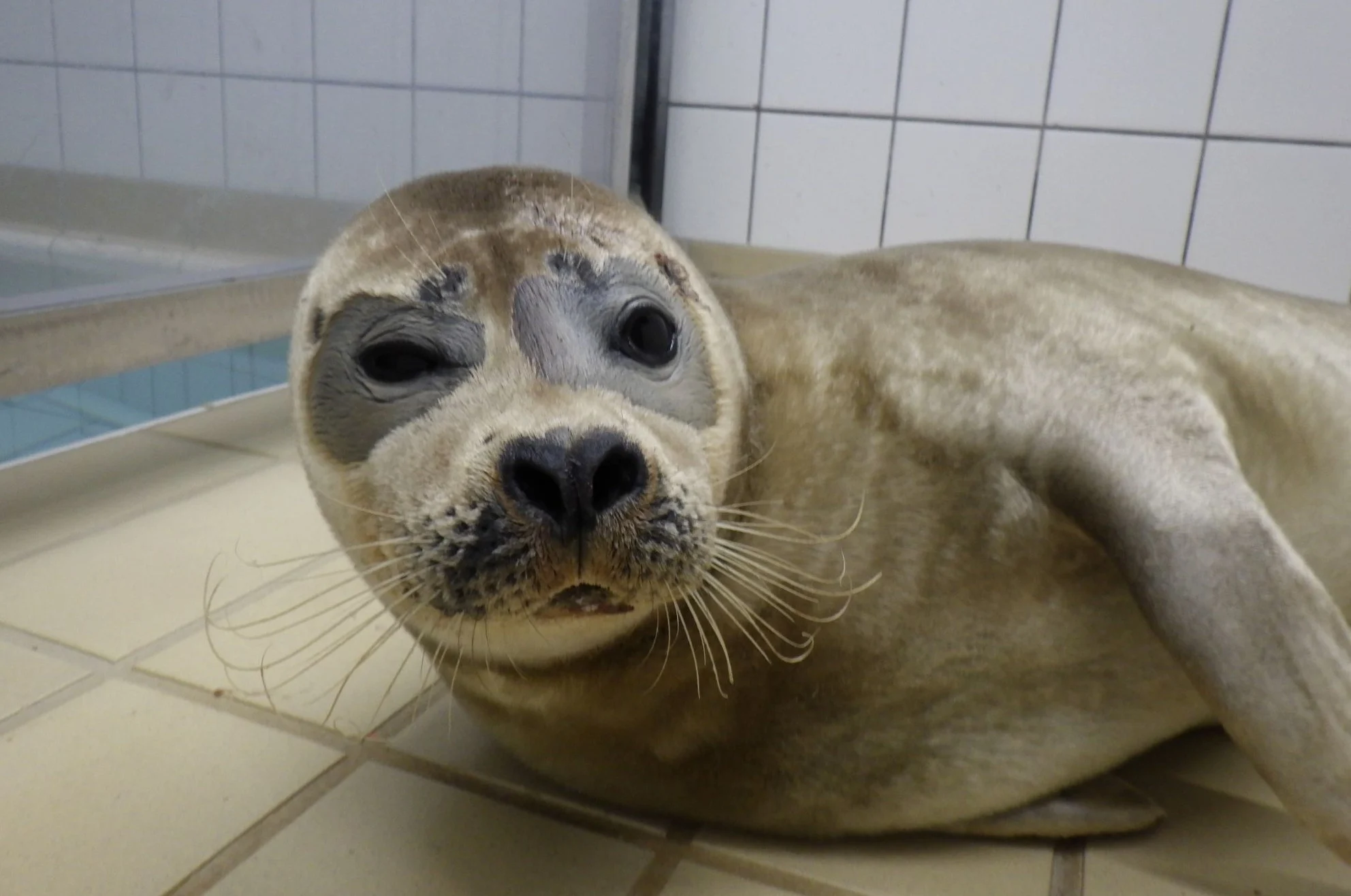 Zeehond Kiwi terug in opvang door aanhoudende stress van strandgangers