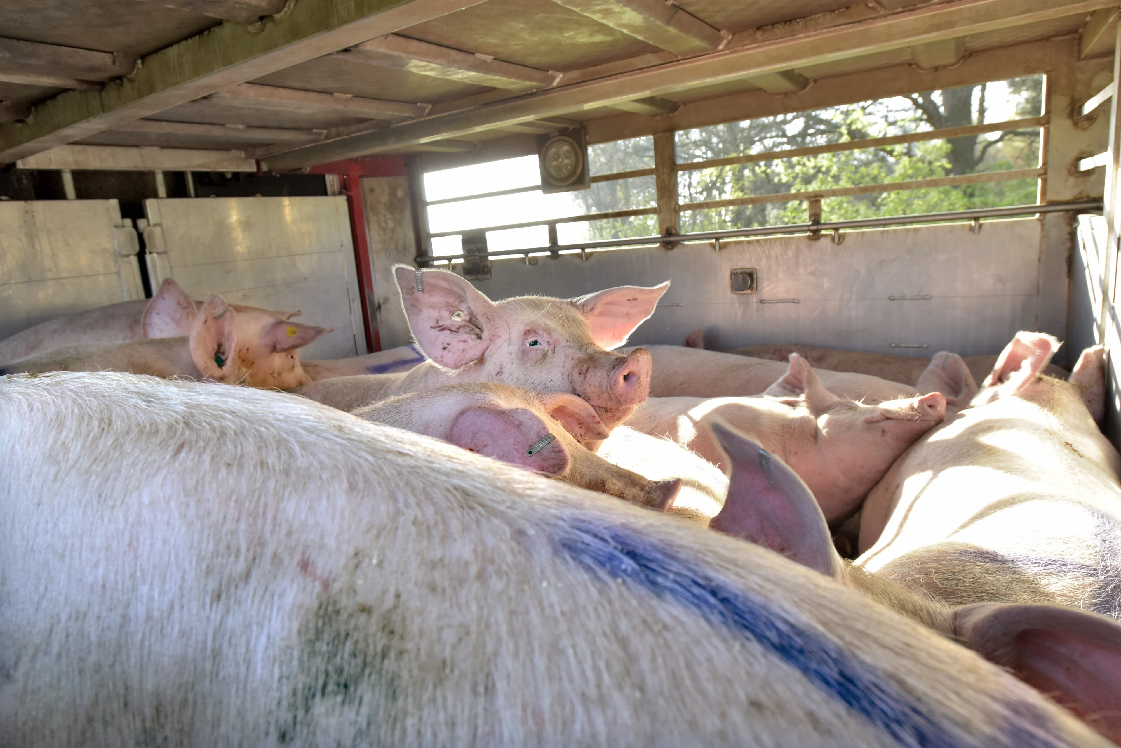 Geen vrachtwagens vol dode dieren meer: verbod op veevervoer bij extreme hitte